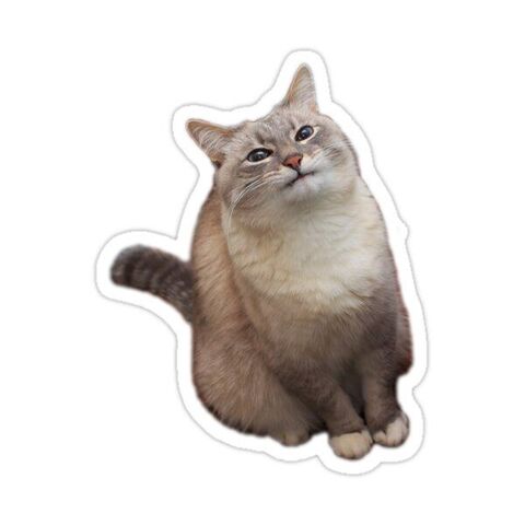 Tilted Head Cat Sticker