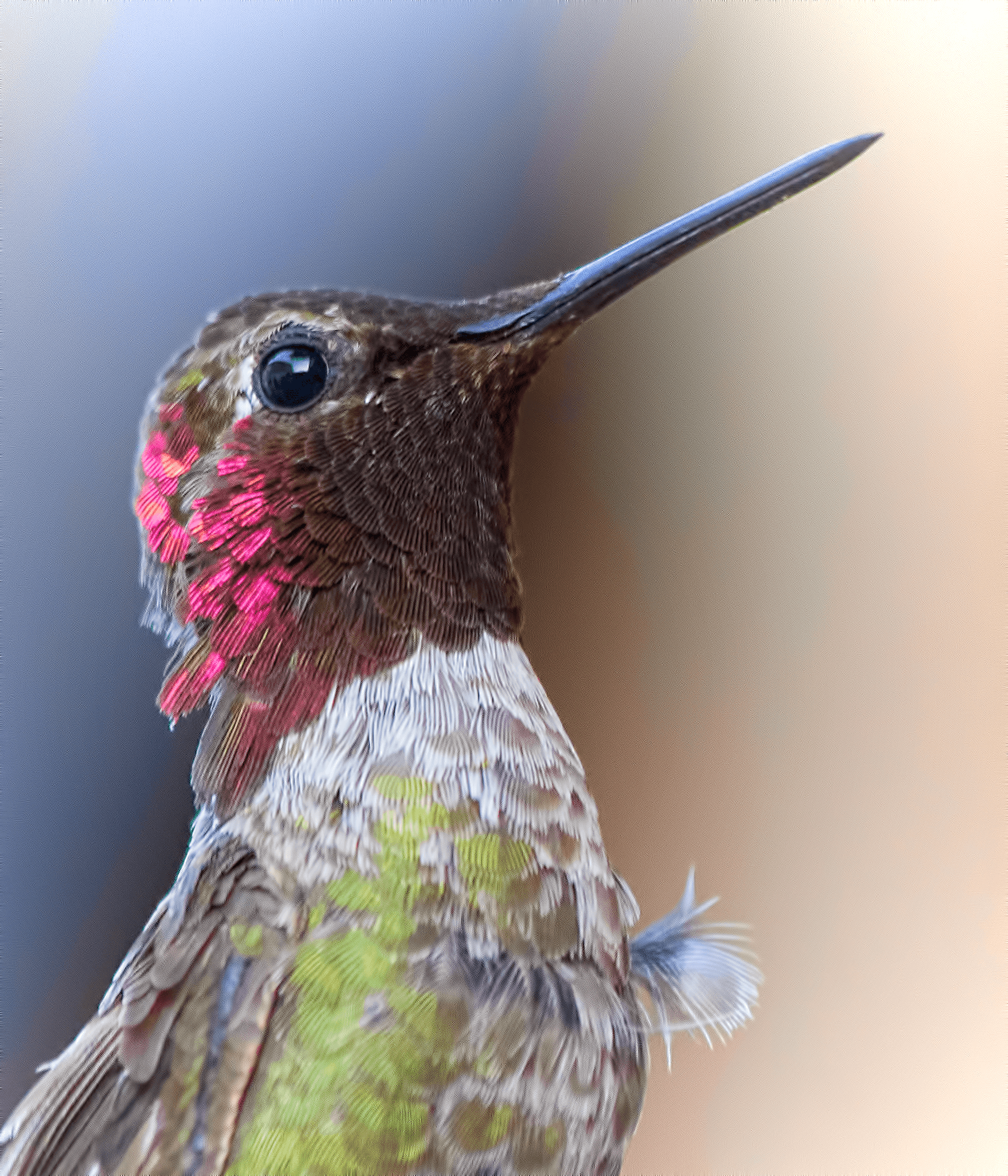 Close-Up of a Male Hummingbird