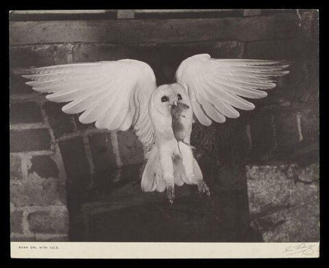 Barn Owl with Vole