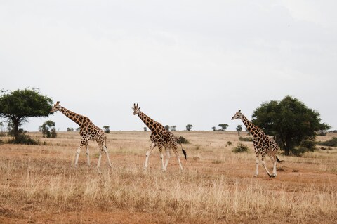 Three Giraffes on African Savanna
