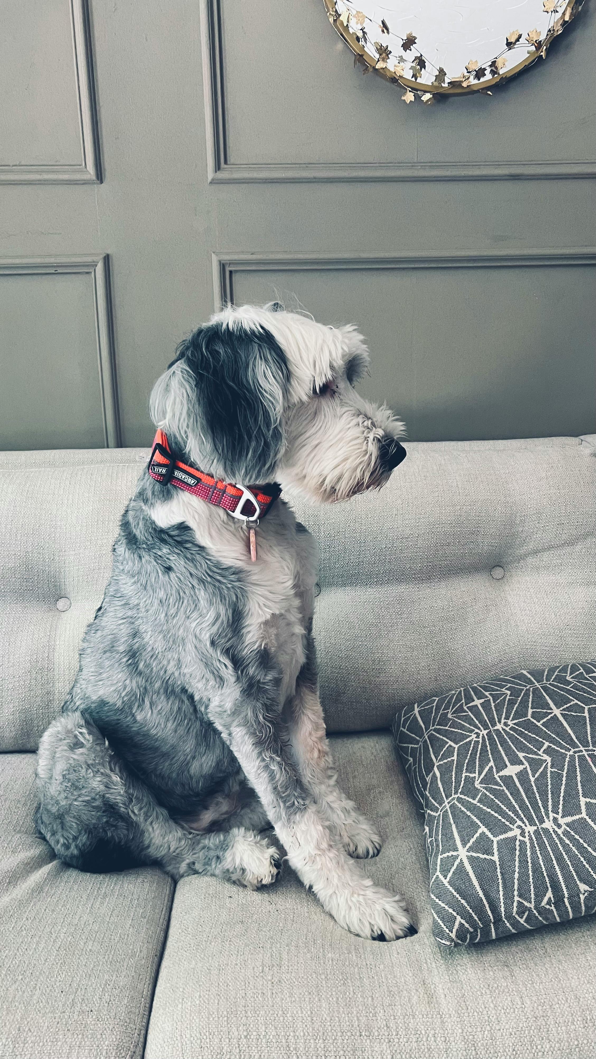 Grey and White Dog Sitting on Couch