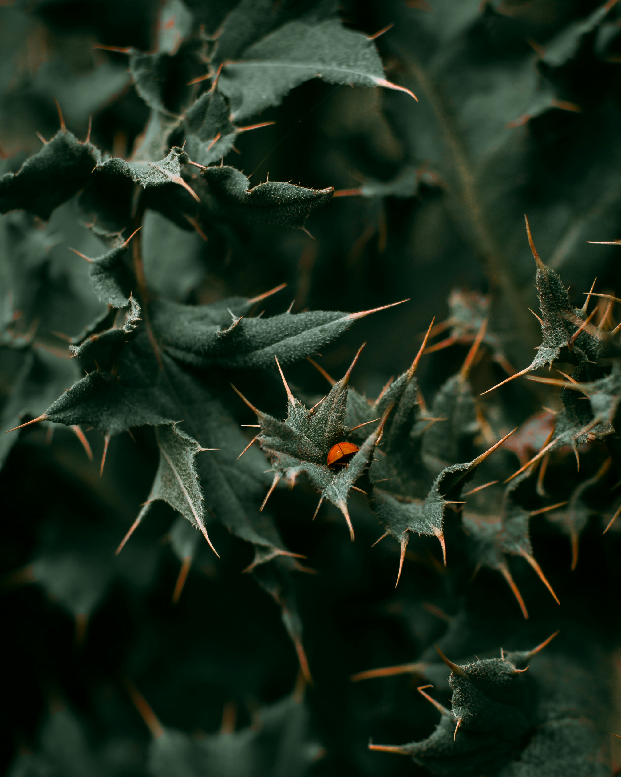 Ladybug Hiding Among Spiky Thistle Leaves