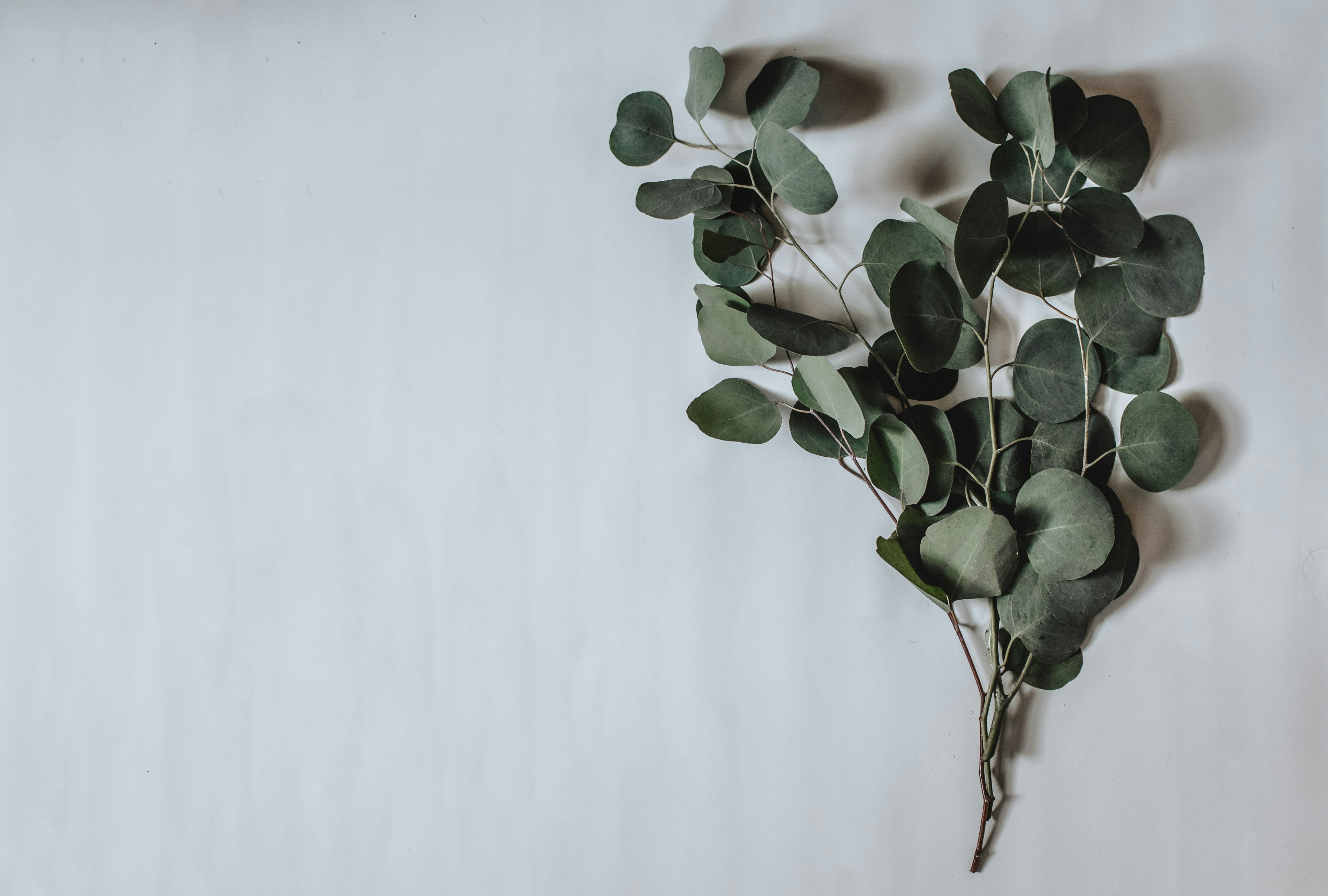 Eucalyptus Branches on White Background