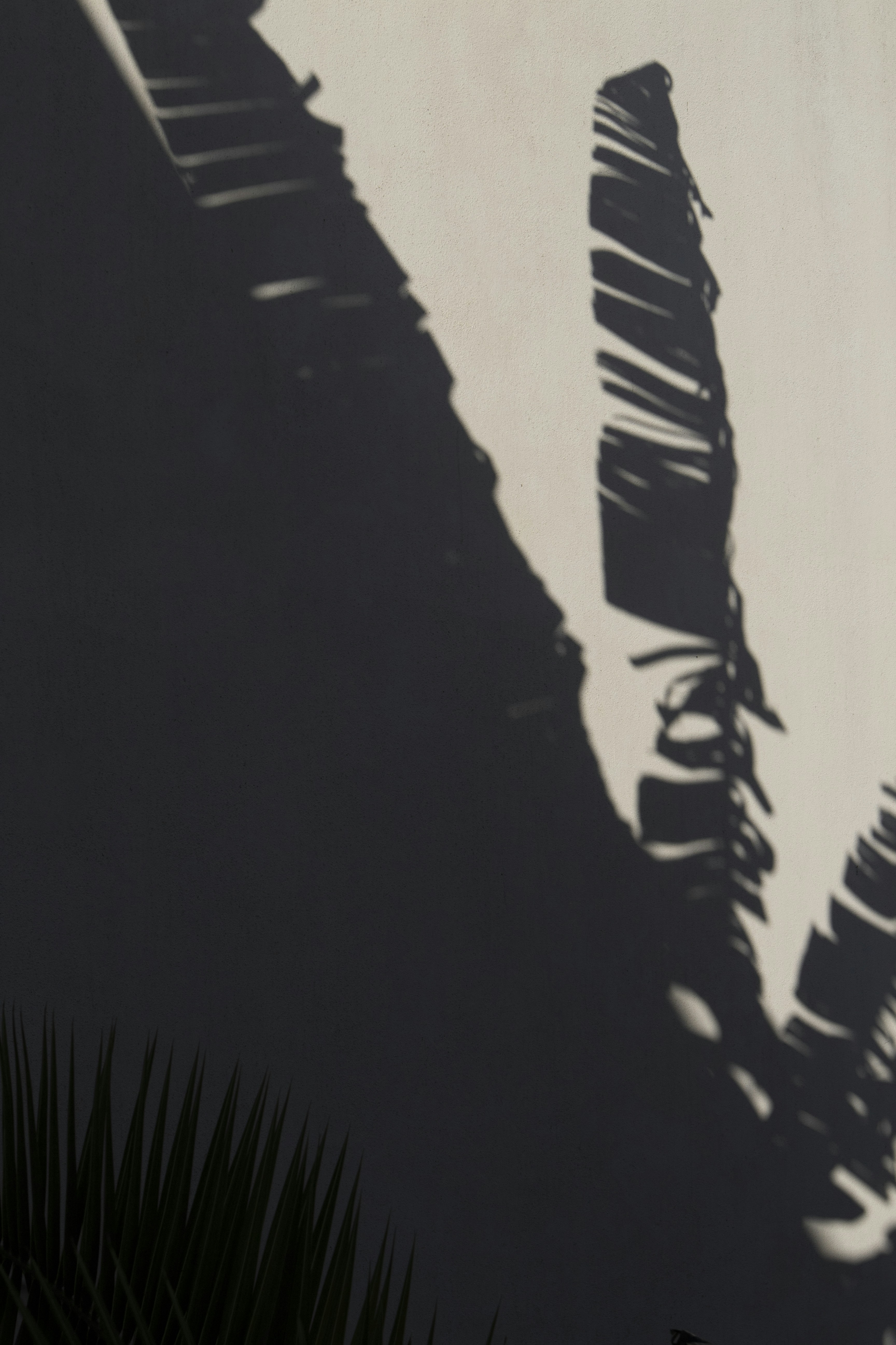 Palm Frond Shadows on Wall