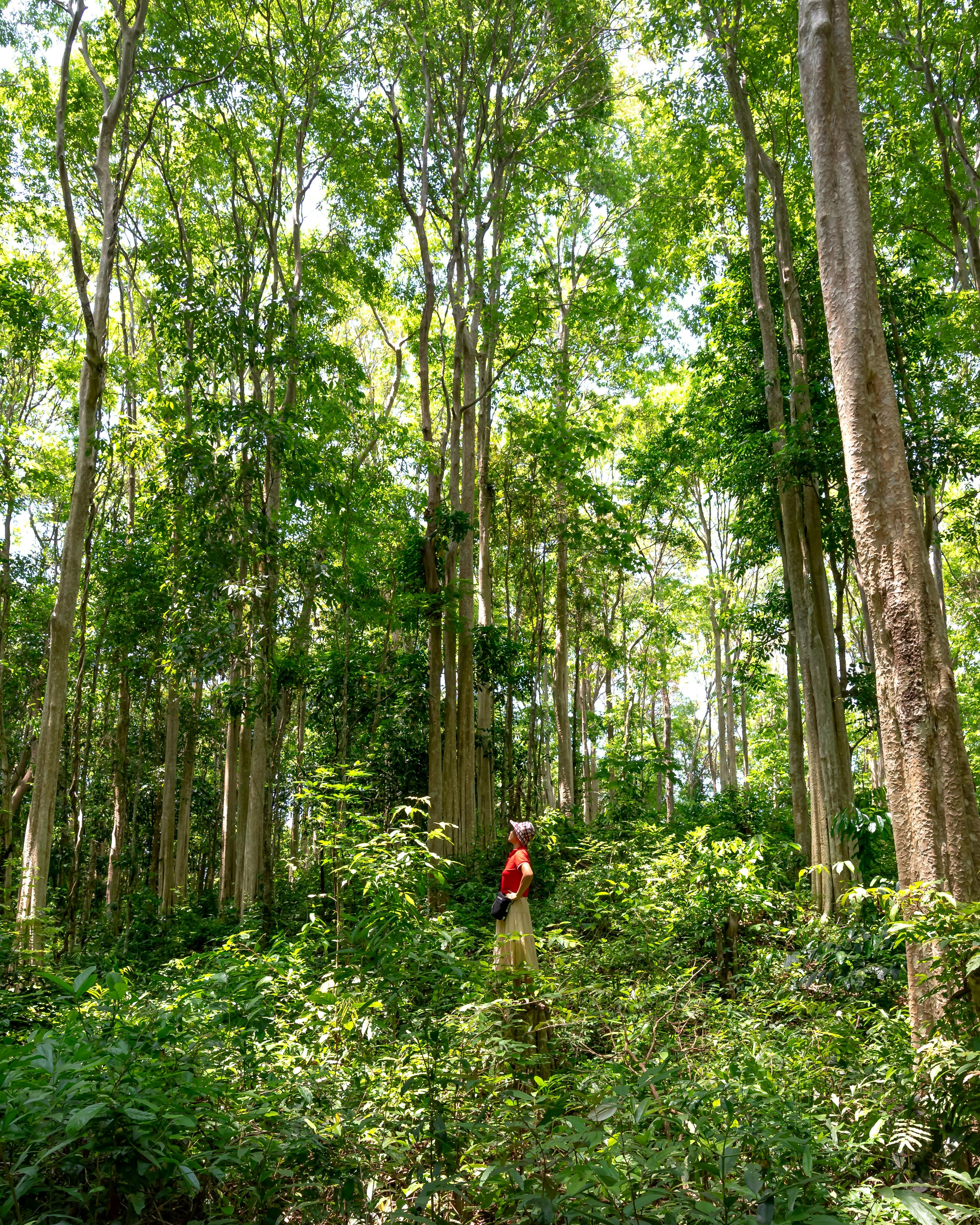 Hiker Looking Up In Dense Forest