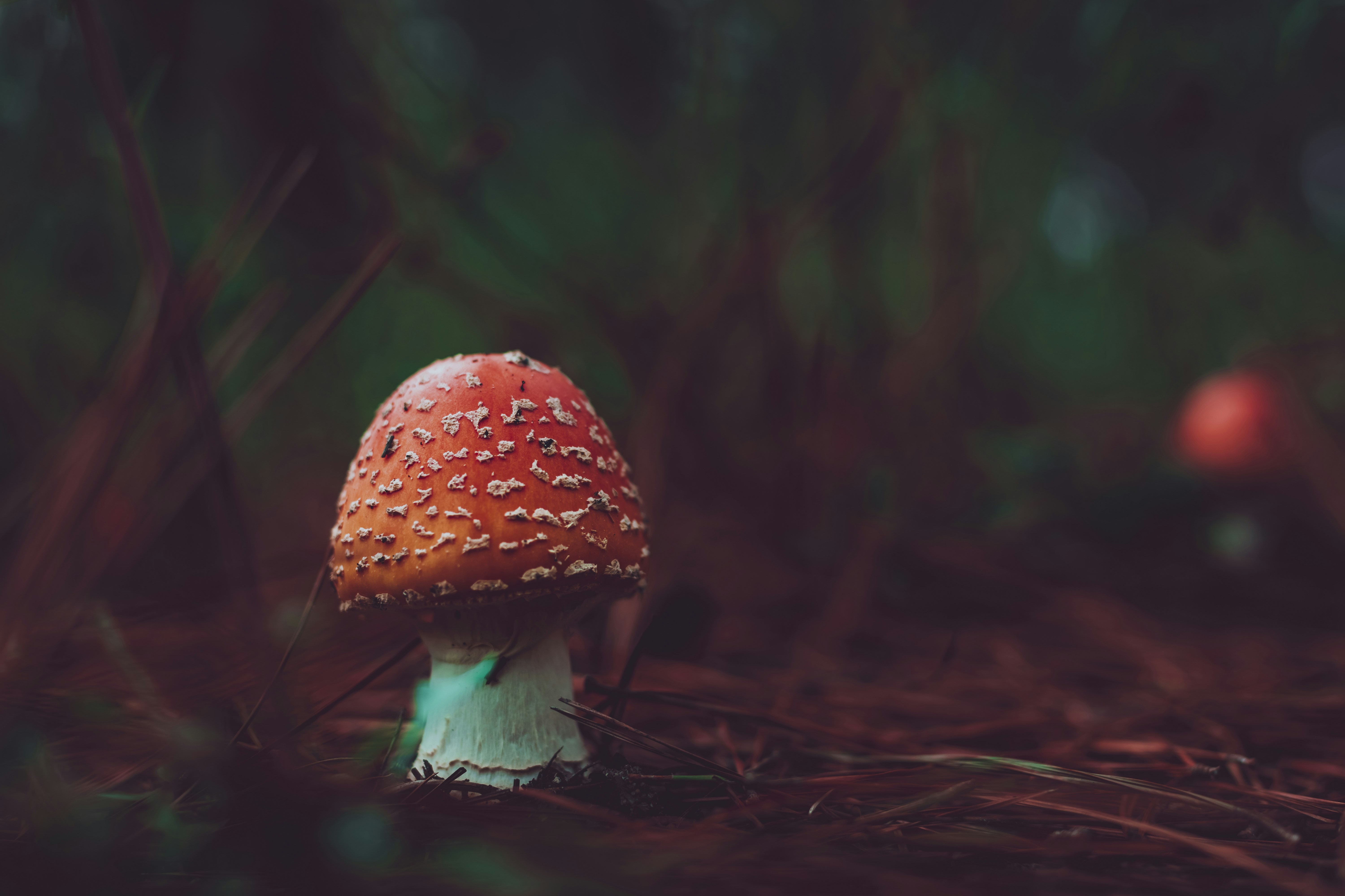 Fly Agaric on Forest Floor