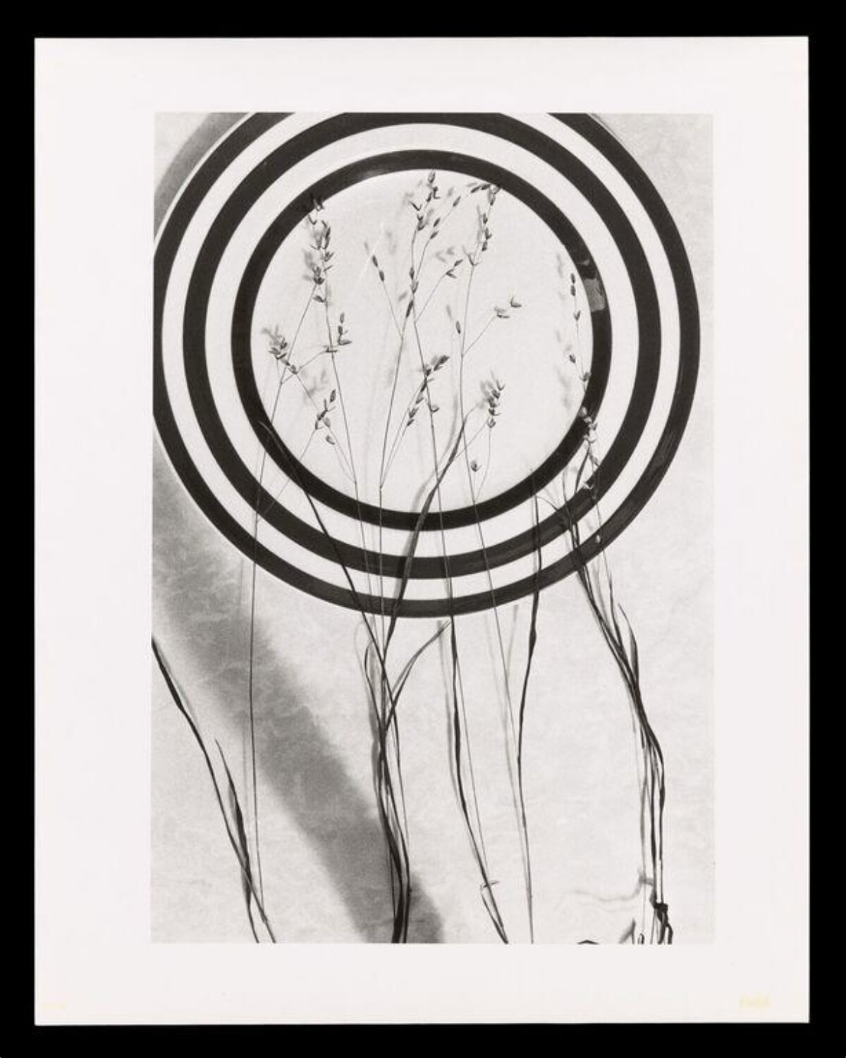 Monochrome Grass and Concentric Circles