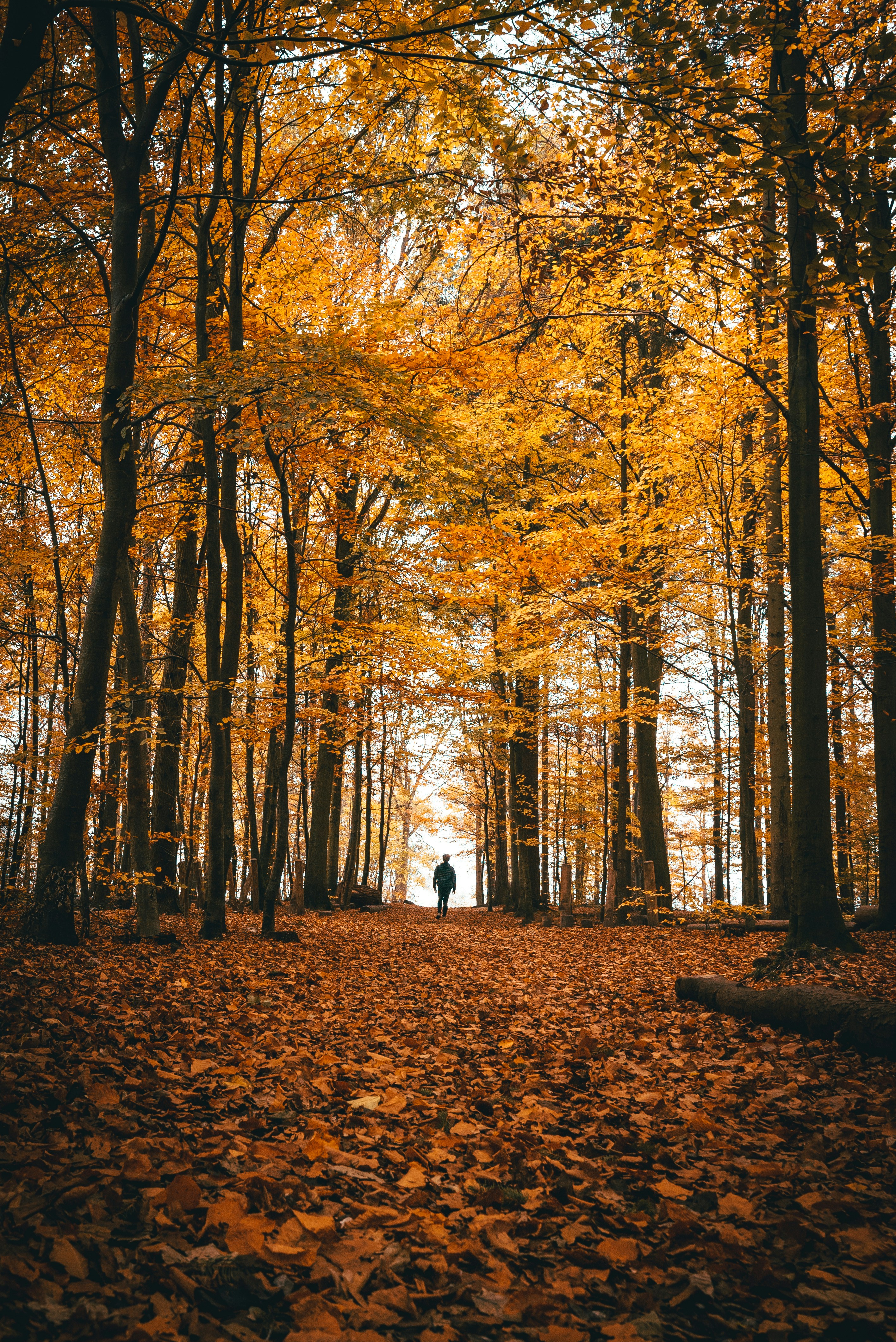 Lone Walker in Autumn Forest