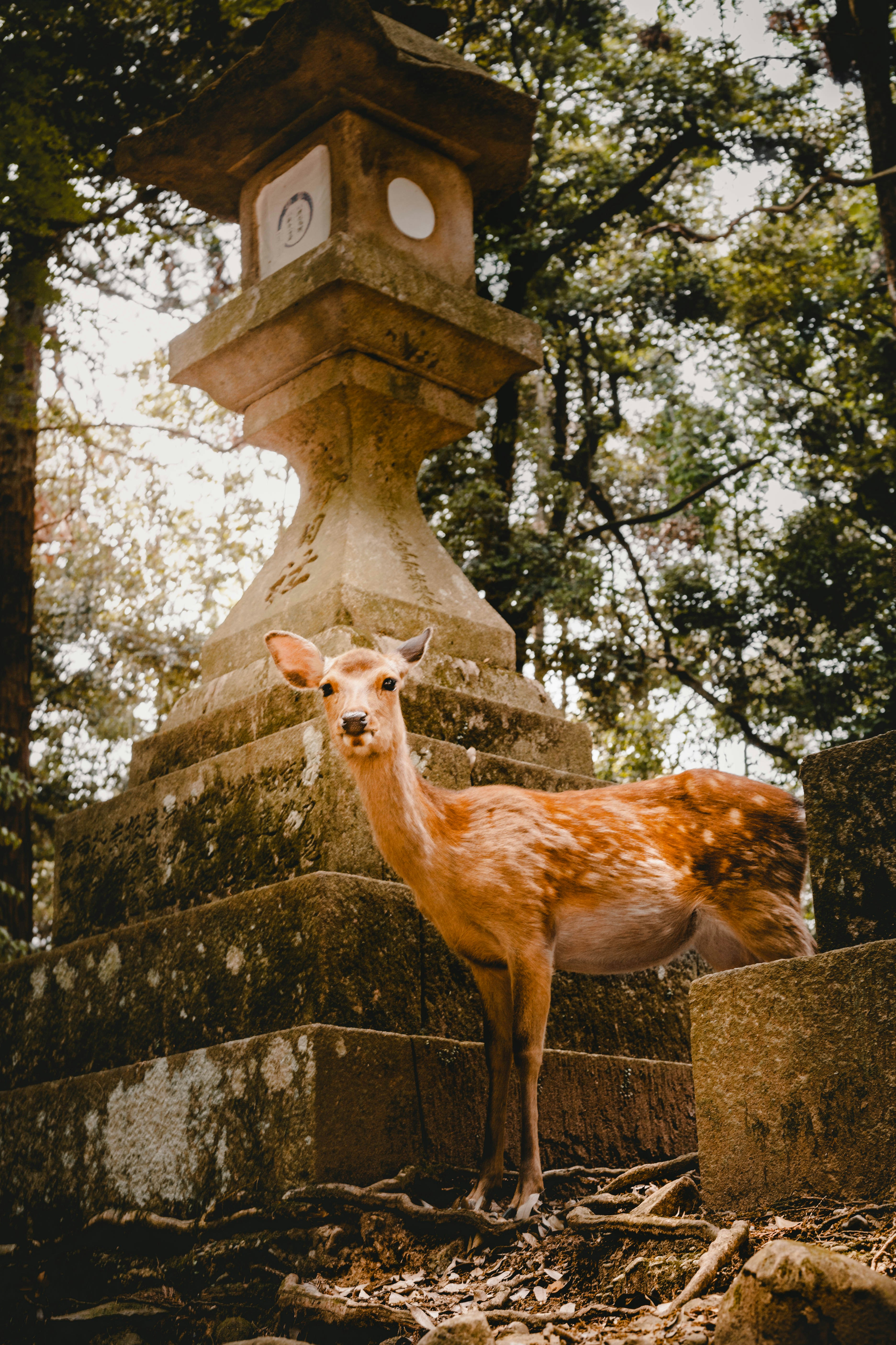 Sika Deer by Japanese Stone Lantern