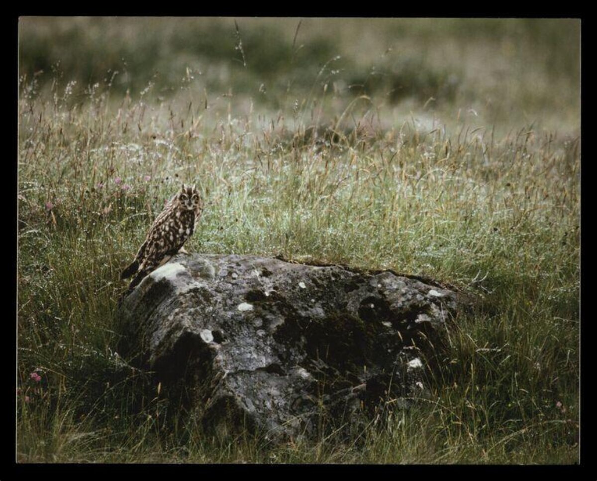 Owl Perched on Rock in Grassland