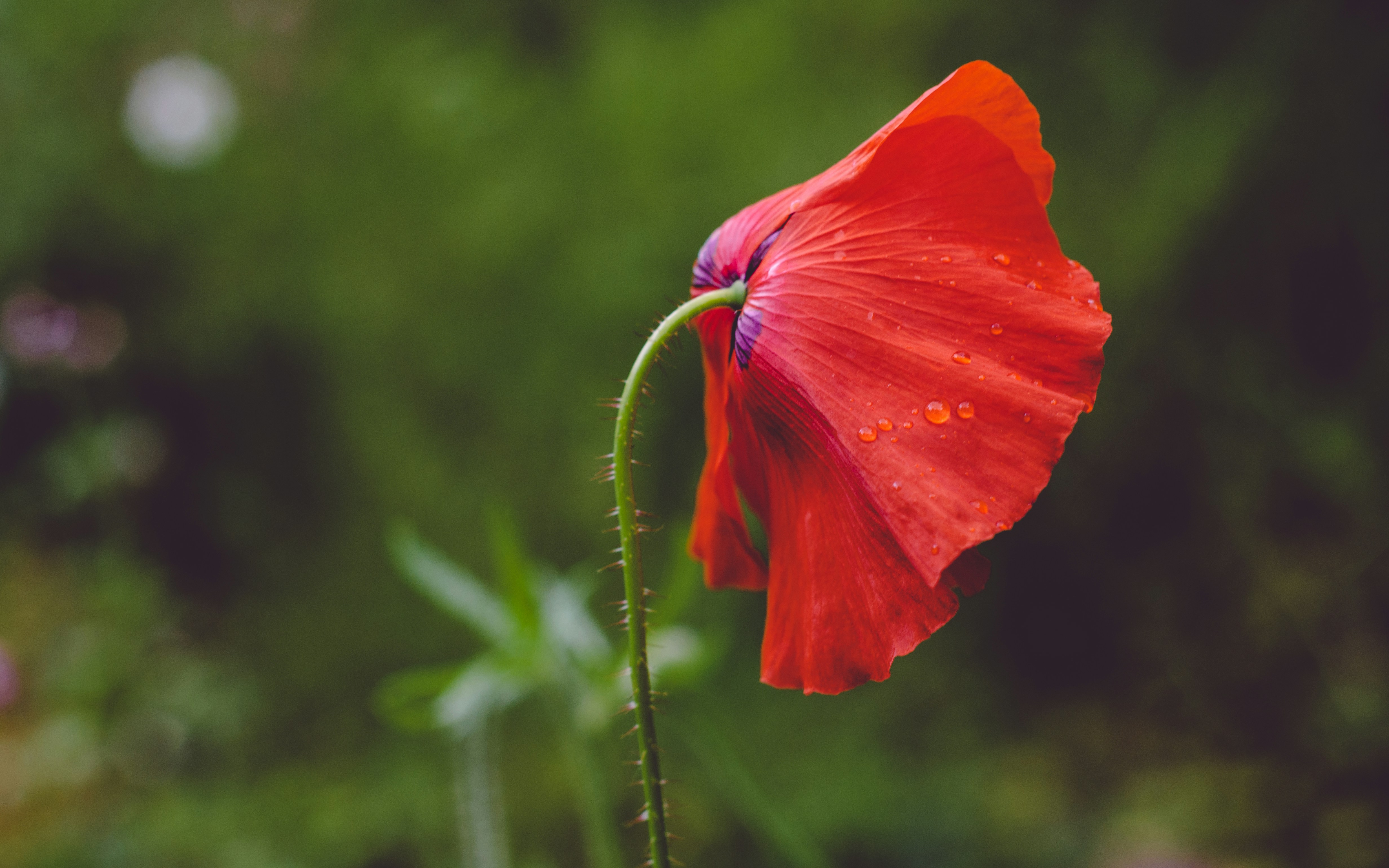 Red Poppy with Dewdrops
