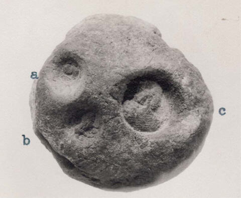 Labeled Ammonite Fossil Specimen