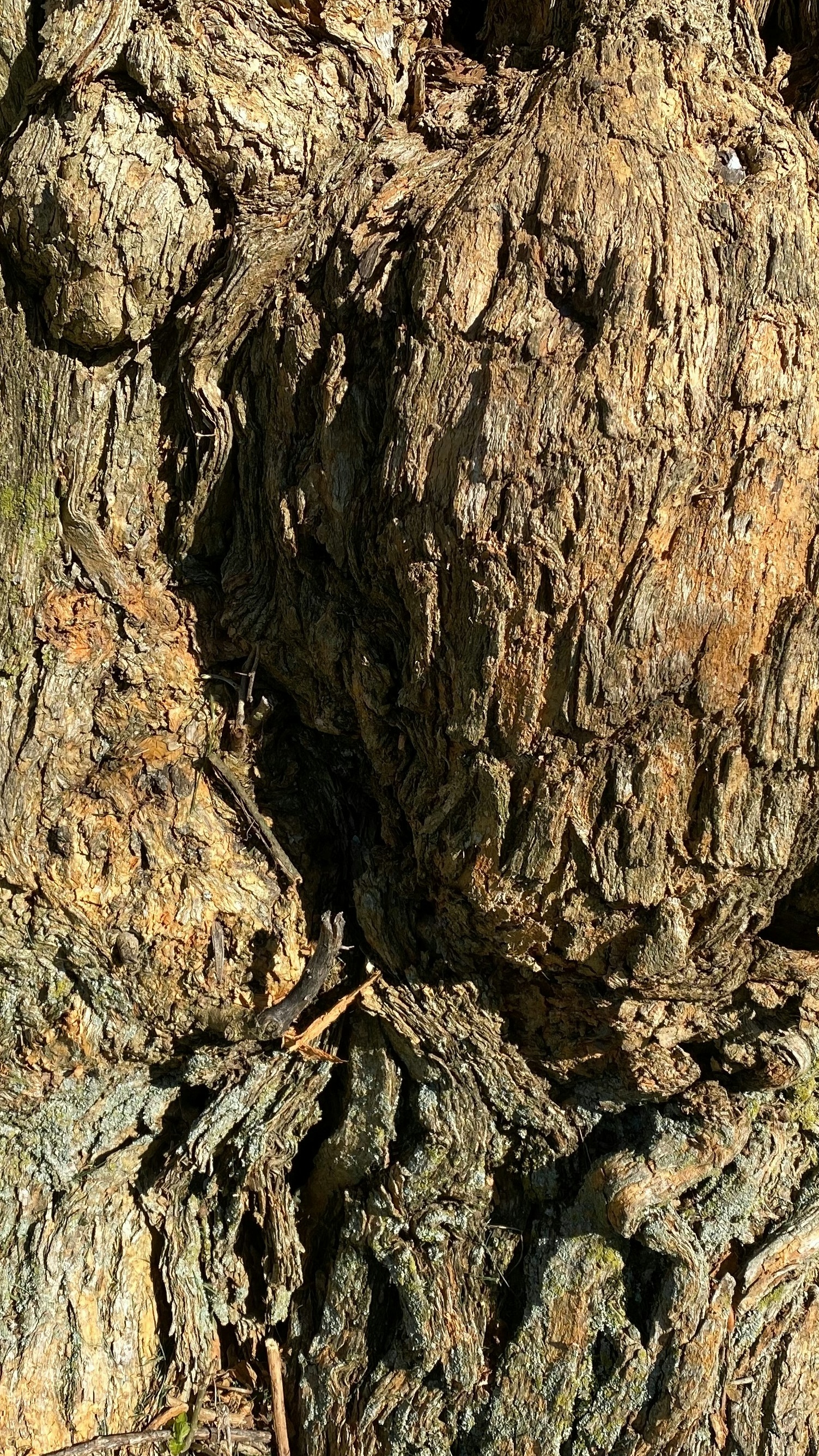 Close Up of Old Tree Bark