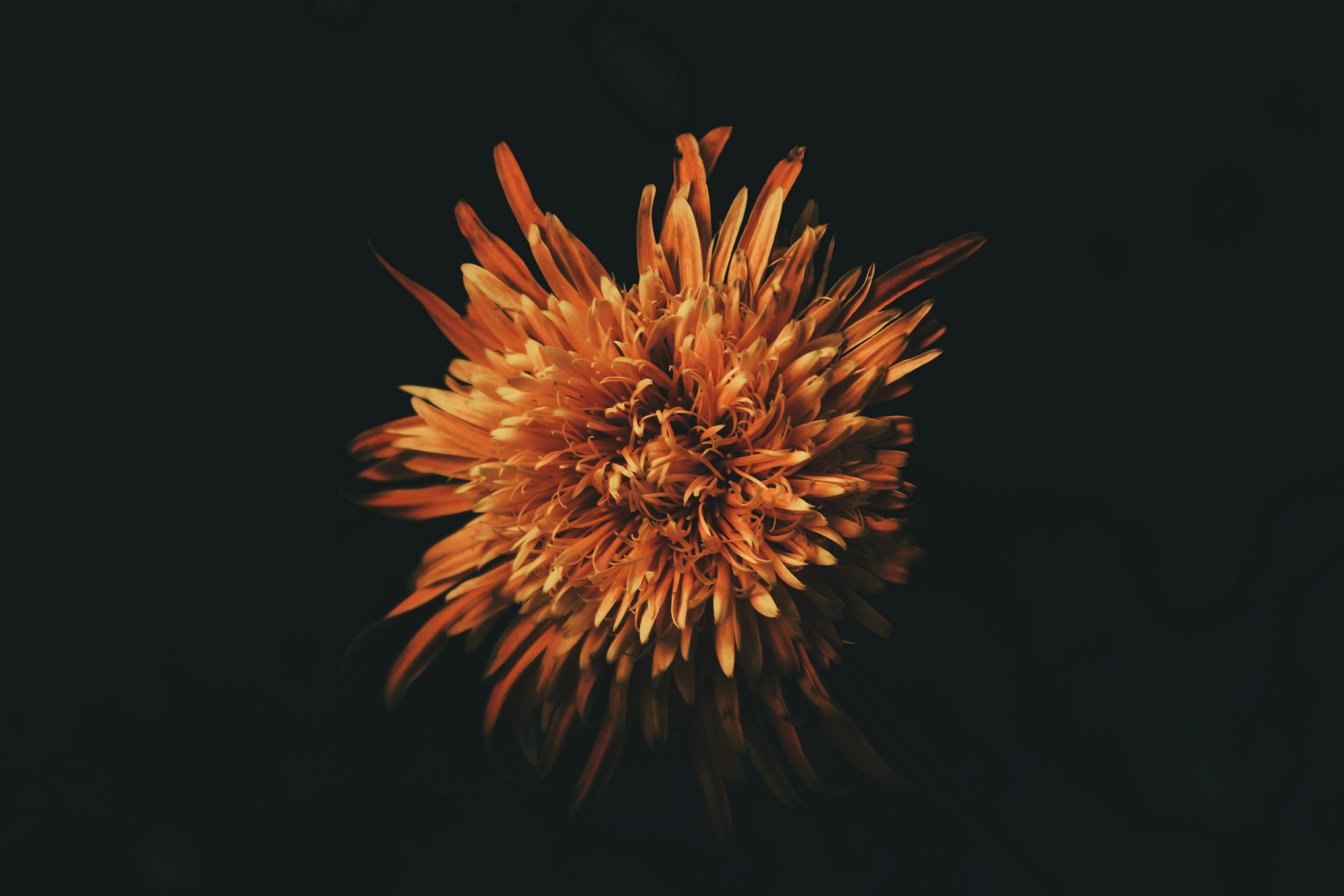 Orange Flower Against Black Background