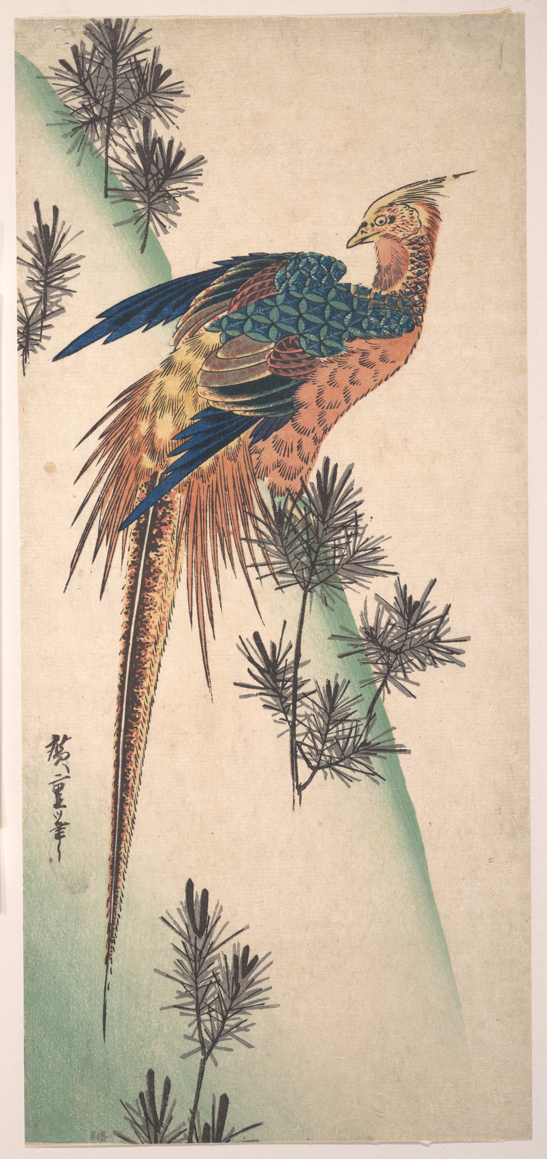 Golden Pheasant on Pine Japanese Print
