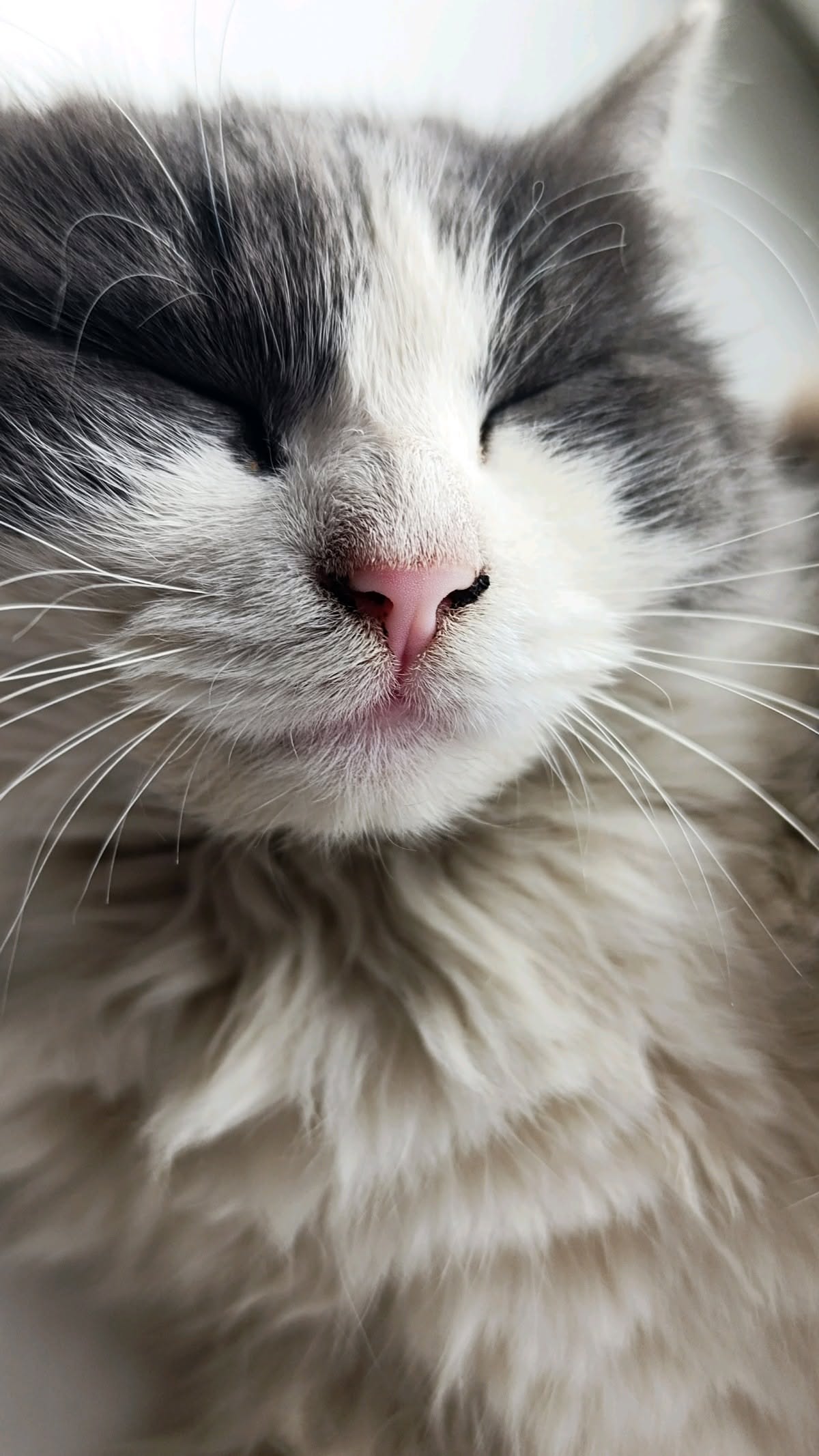 Sleeping Gray and White Cat