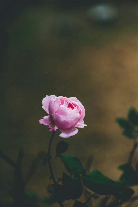 Blooming Pink Garden Rose