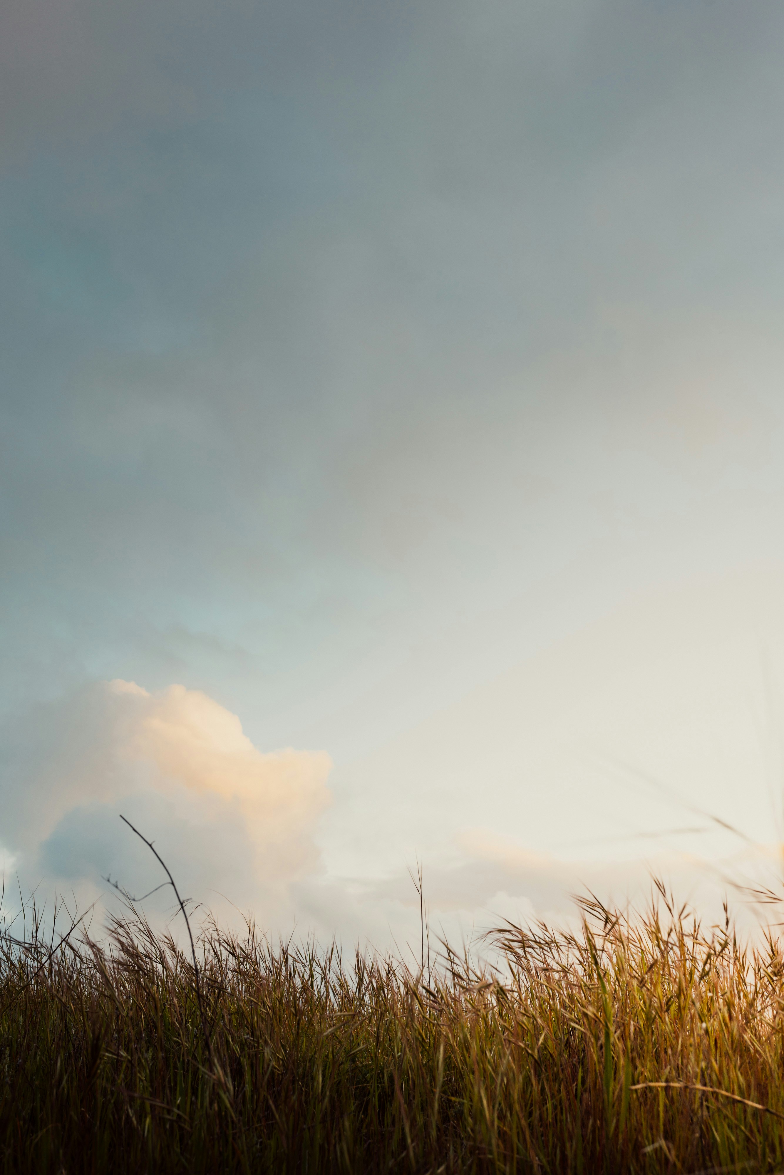 Dusk Sky Over Wild Grass
