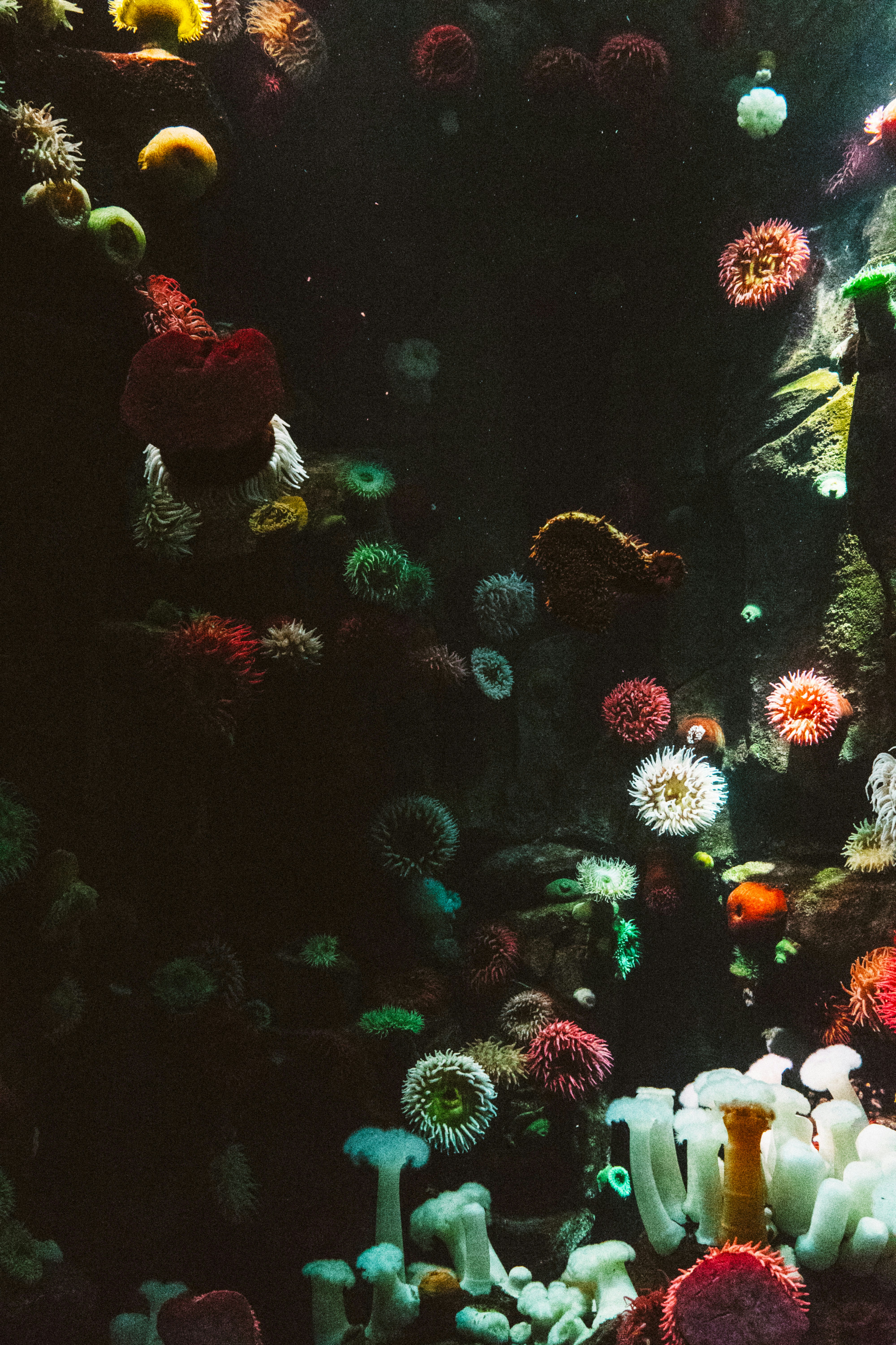 Colorful Sea Anemones Underwater