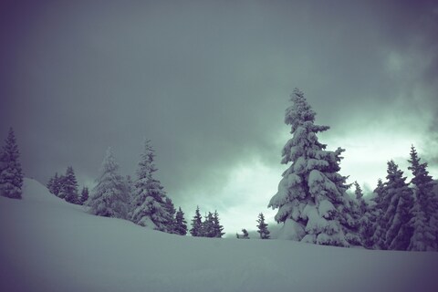 Snow Covered Hillside Pine Forest