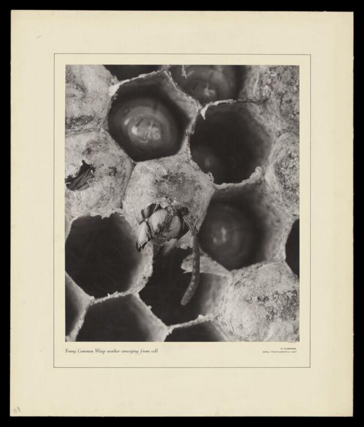 Young Wasp Worker Emerging From Cell