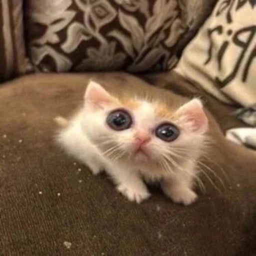 Big Eyed Baby Kitten — Stickers