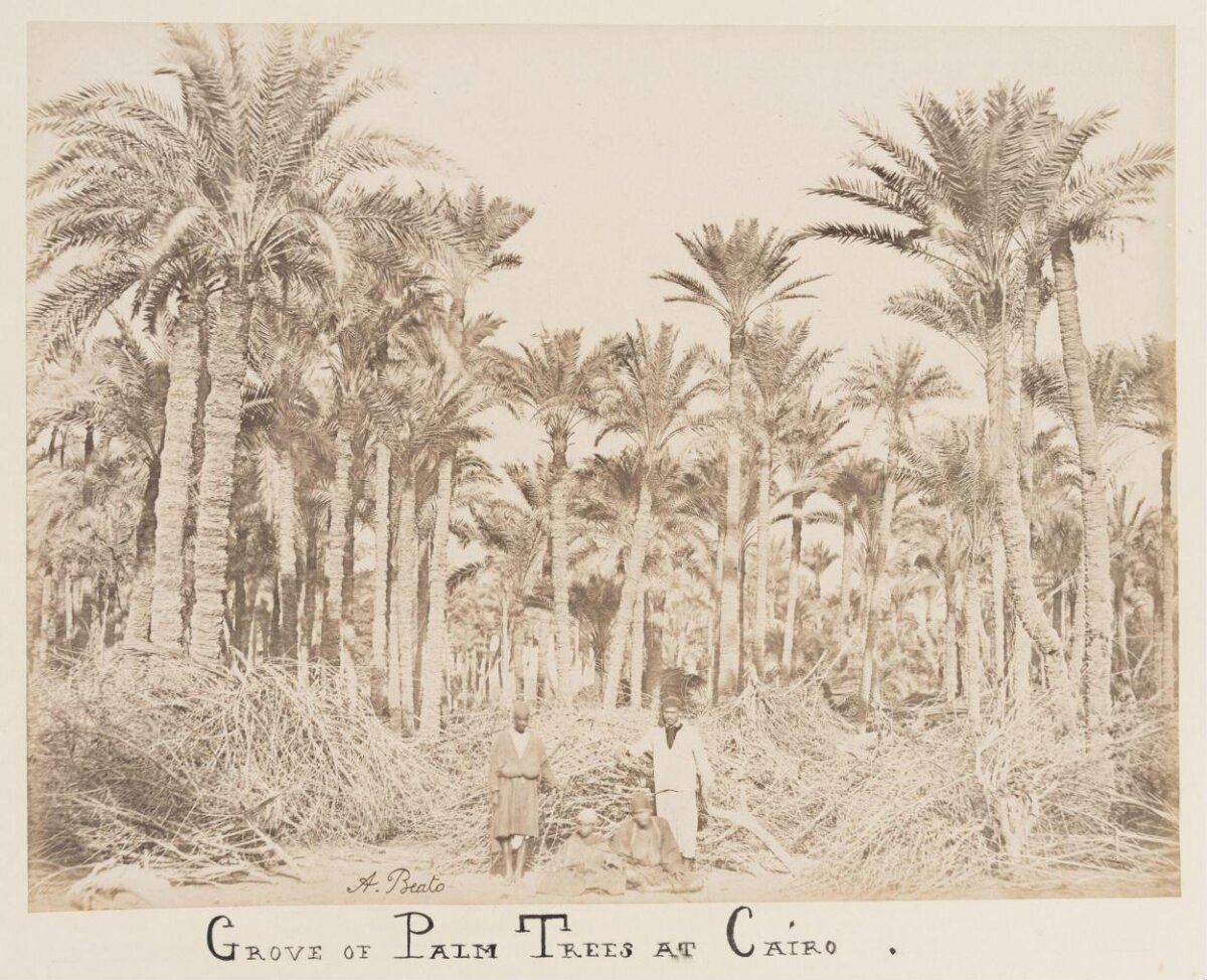 Palm Tree Grove at Cairo