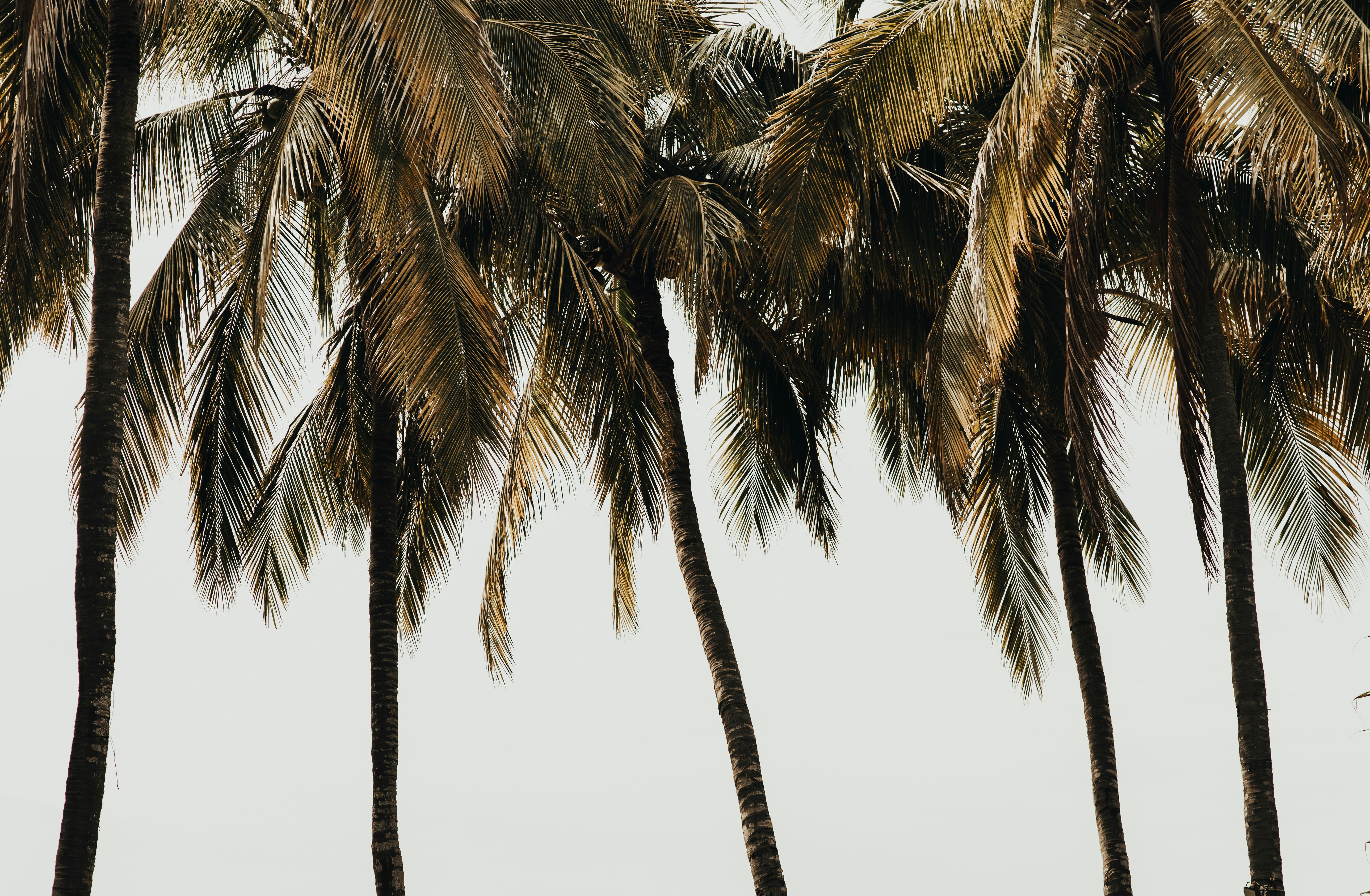 Coconut Palm Trees Against Pale Sky