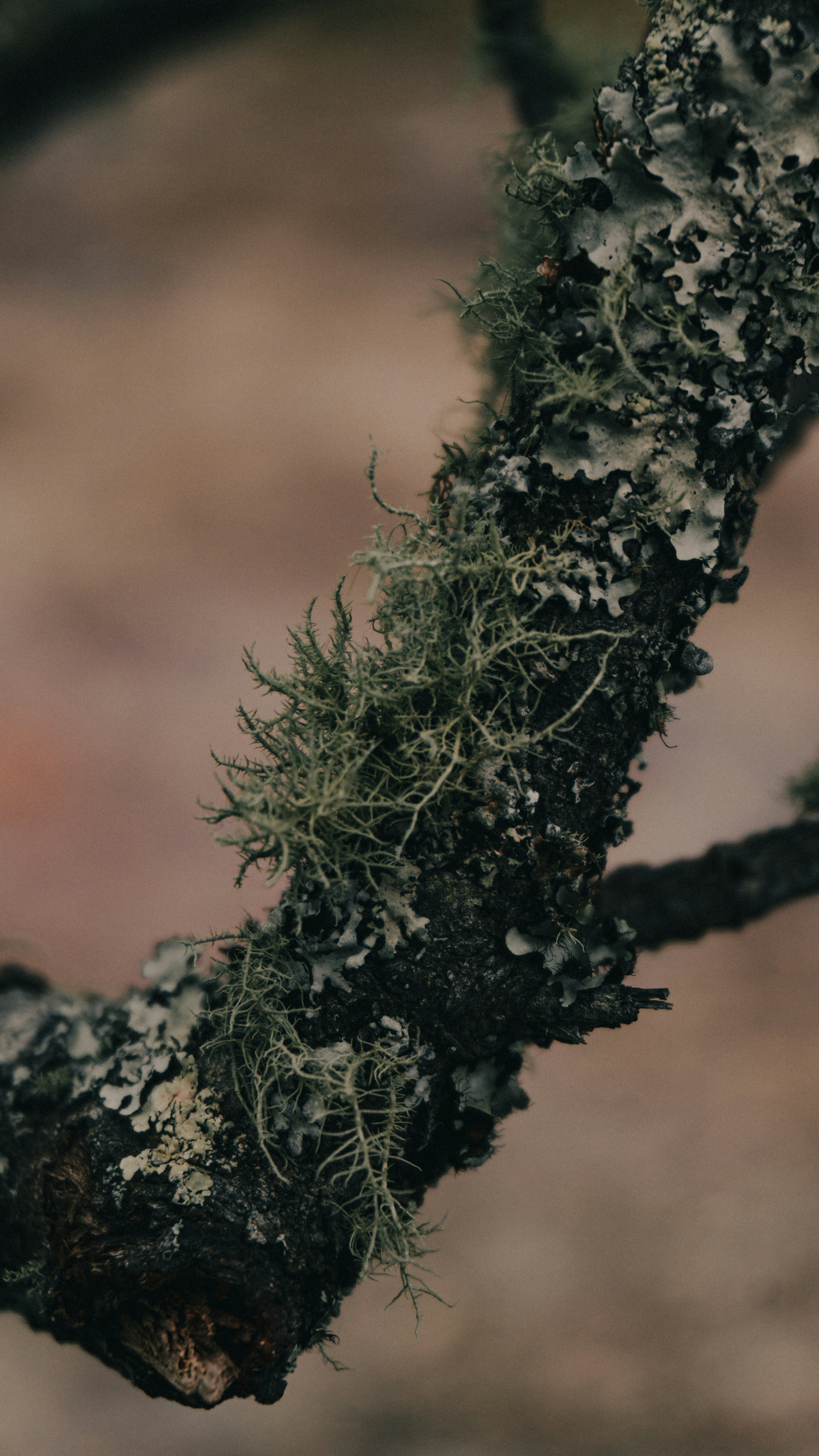 Lichen and Moss on Tree Branch