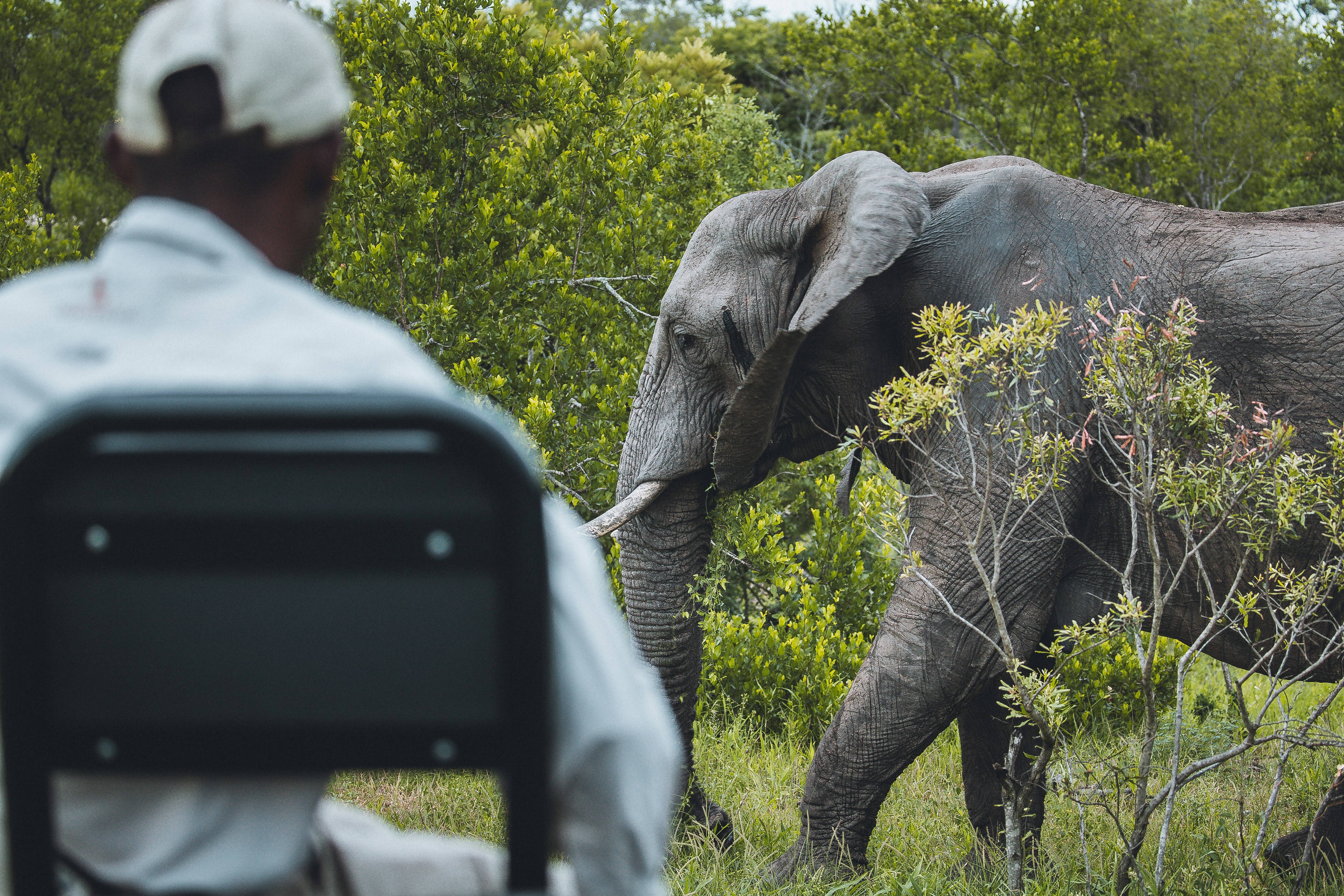 Observer Watching Wild African Elephant — Animal Encyclopedia
