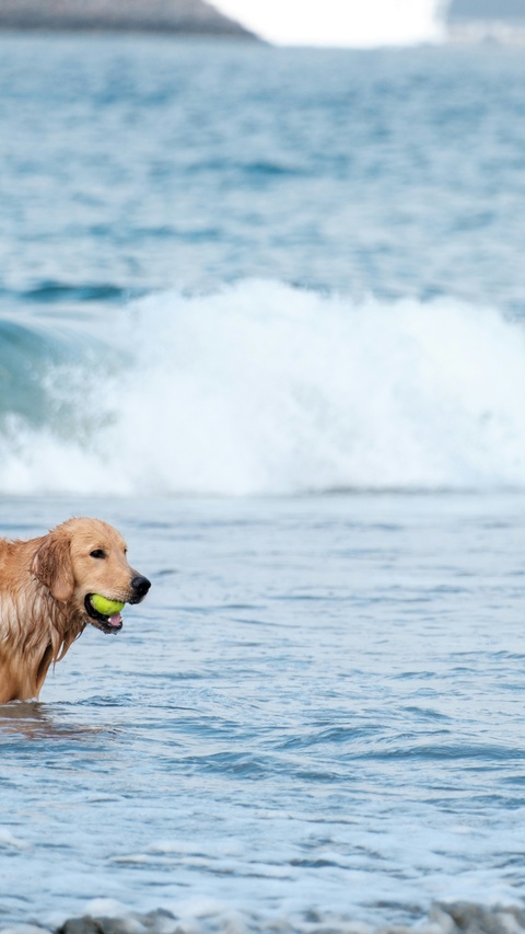 Golden Retriever Holding Ball In Sea
