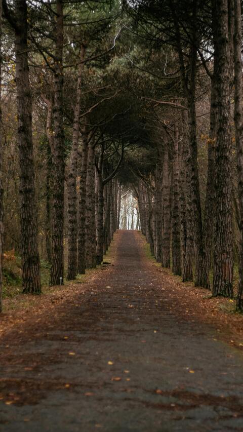 Tree Lined Path in Autumn Forest