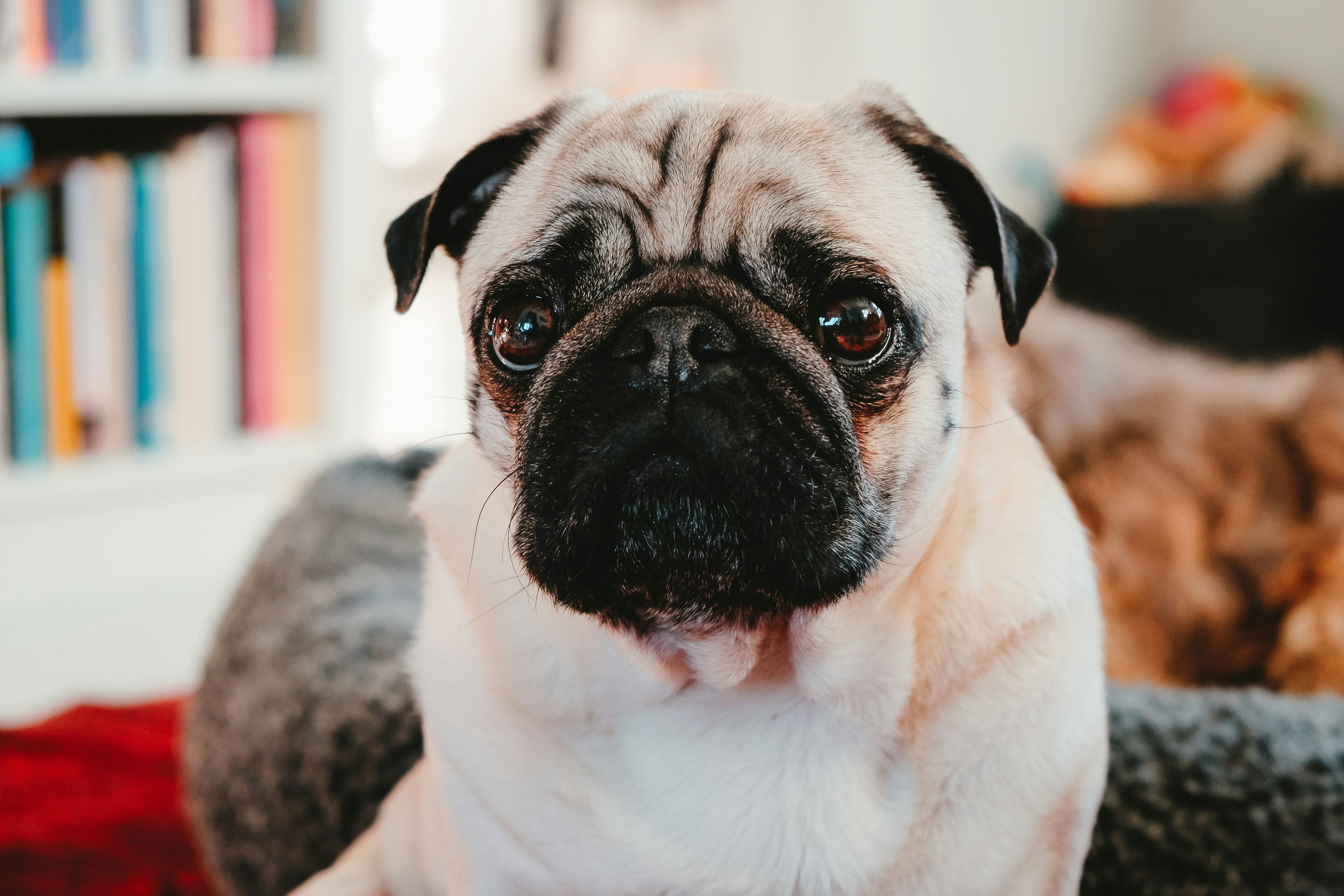 Close-up of a Sitting Pug