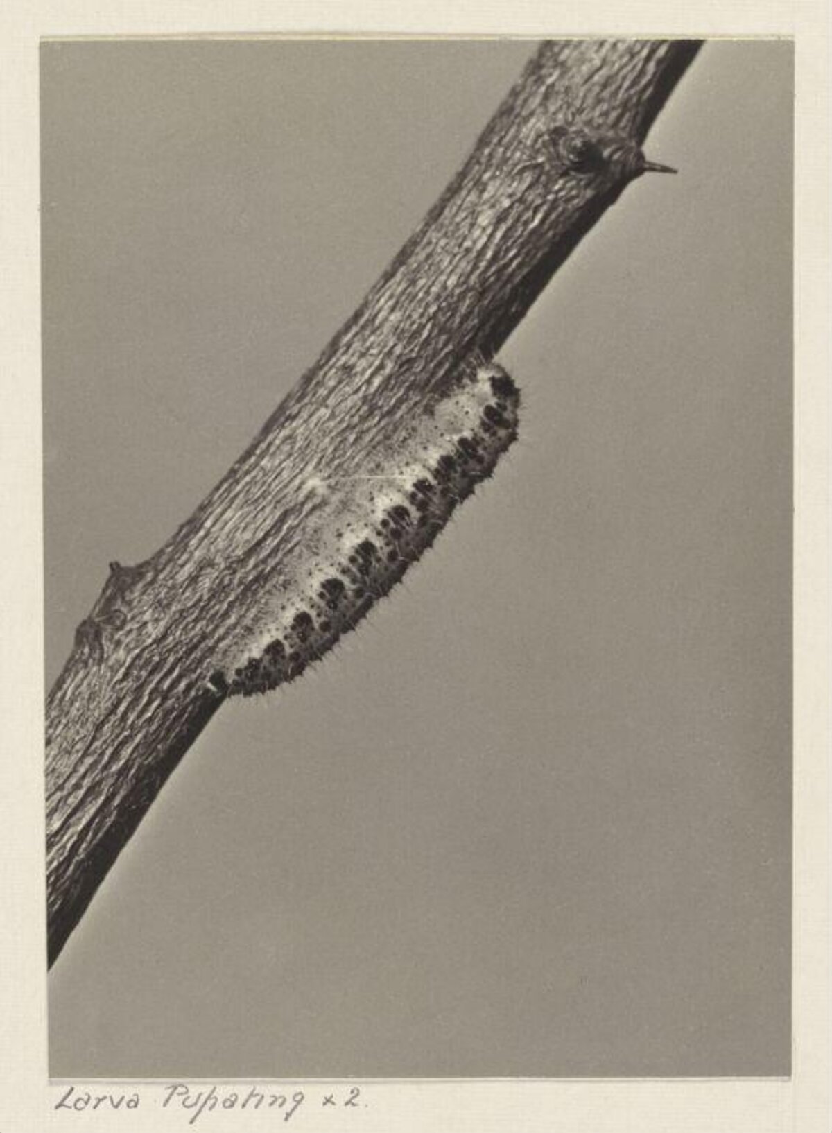 Pupating Larva on Tree Branch