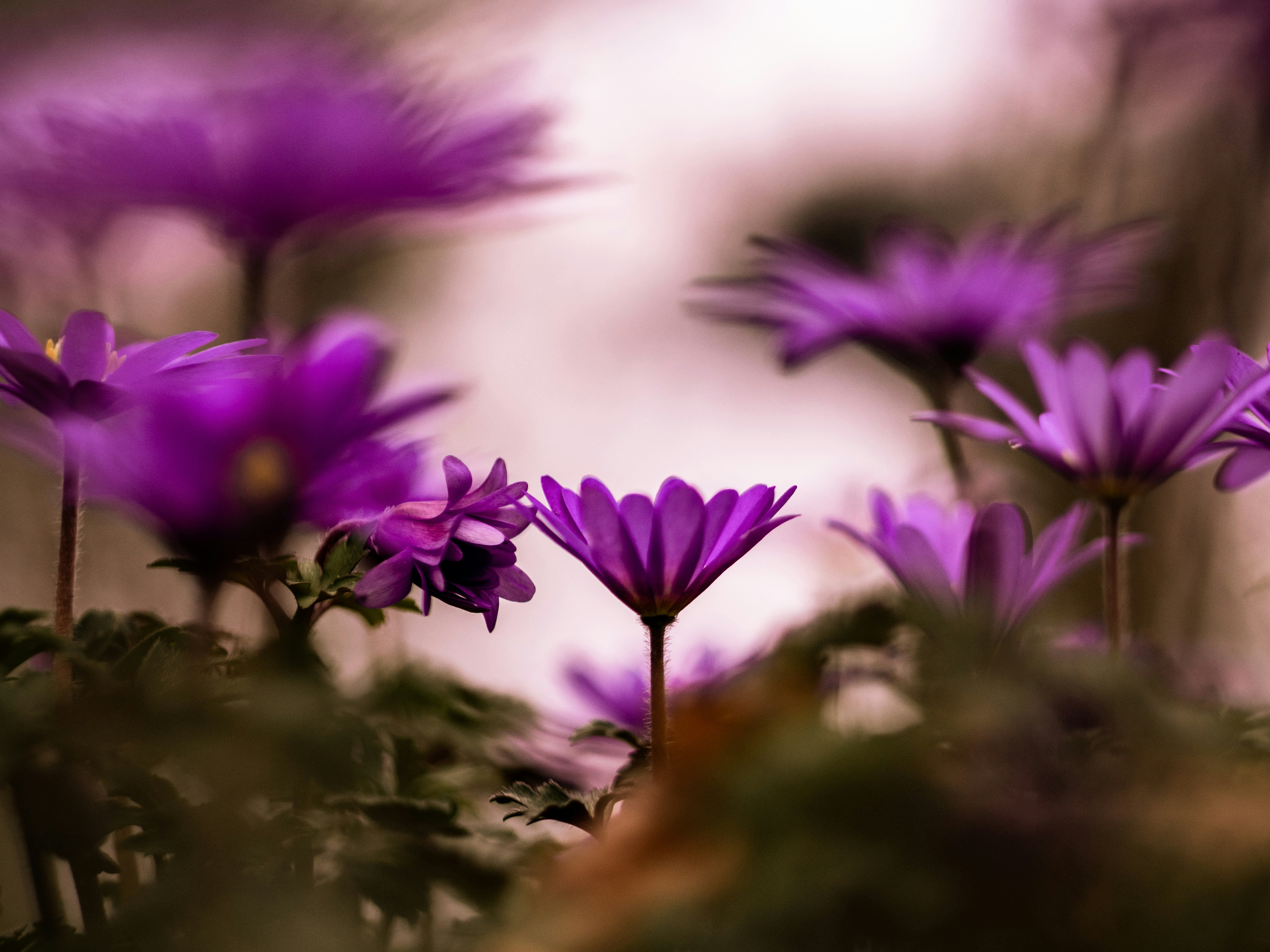 Close-up of Purple Anemone Flowers