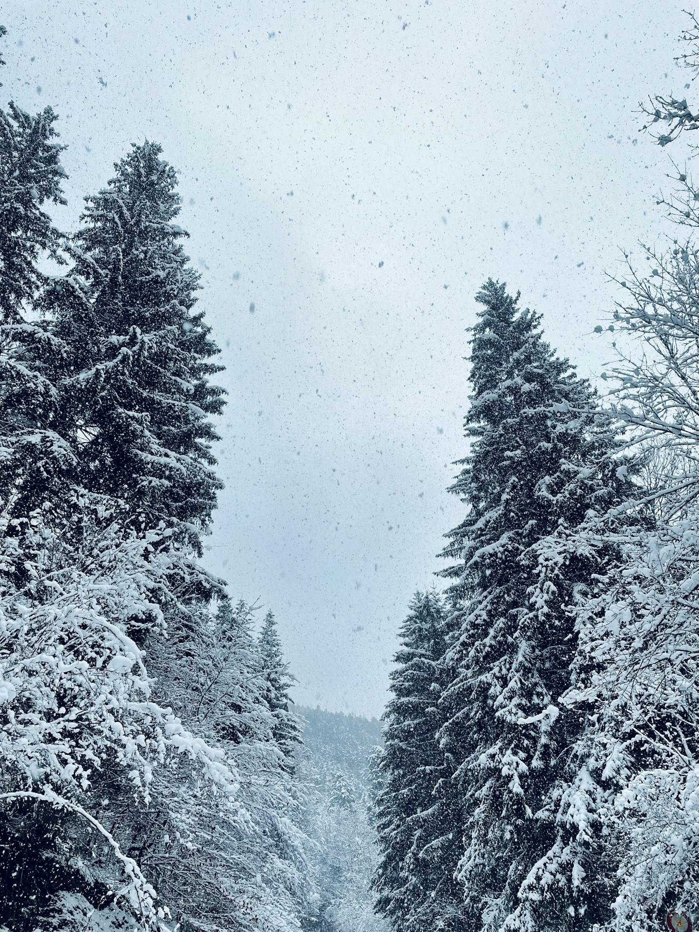 Snowing Winter Forest