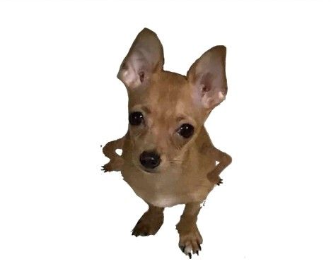 Small Dog With Hands On Hips