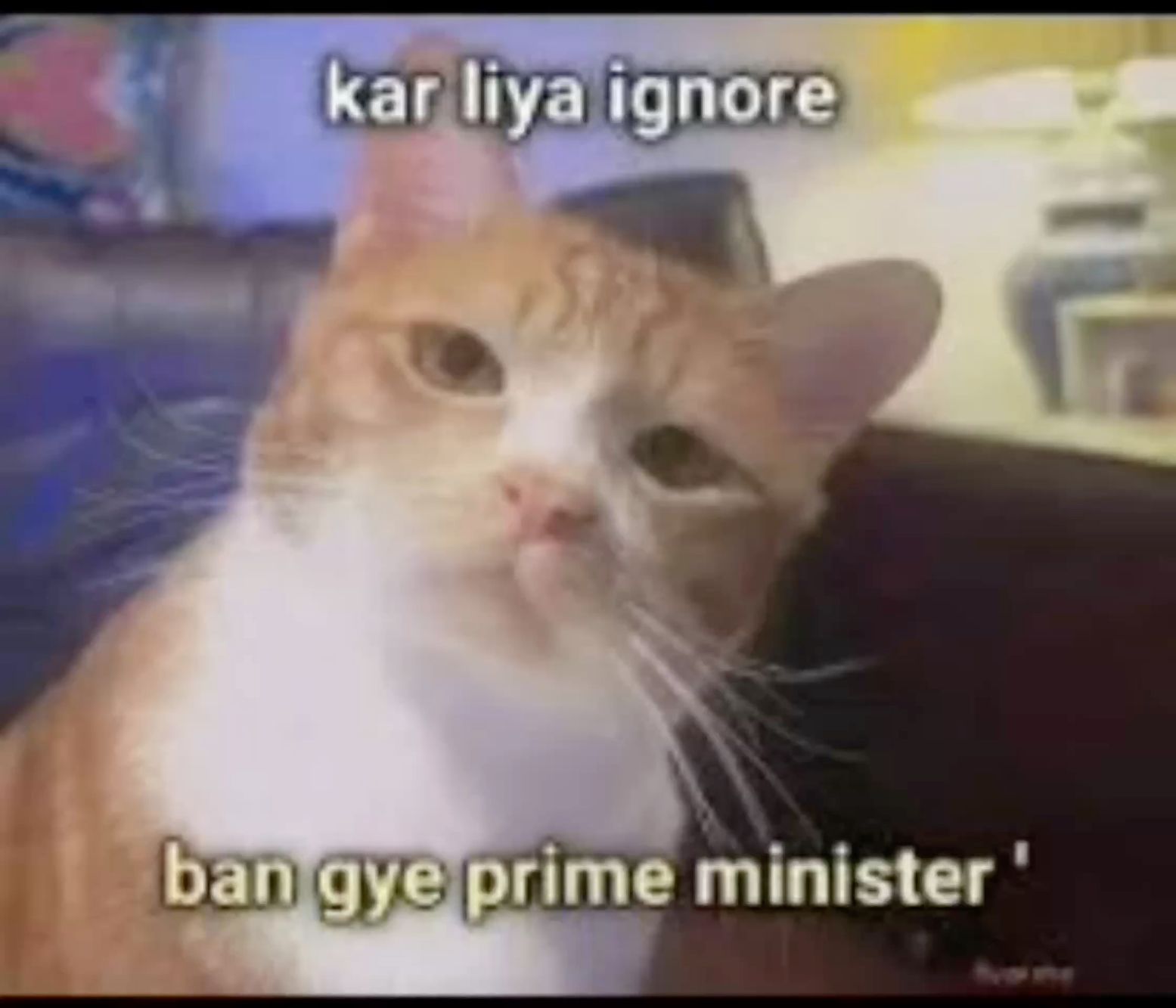 Image 55518 — Pets