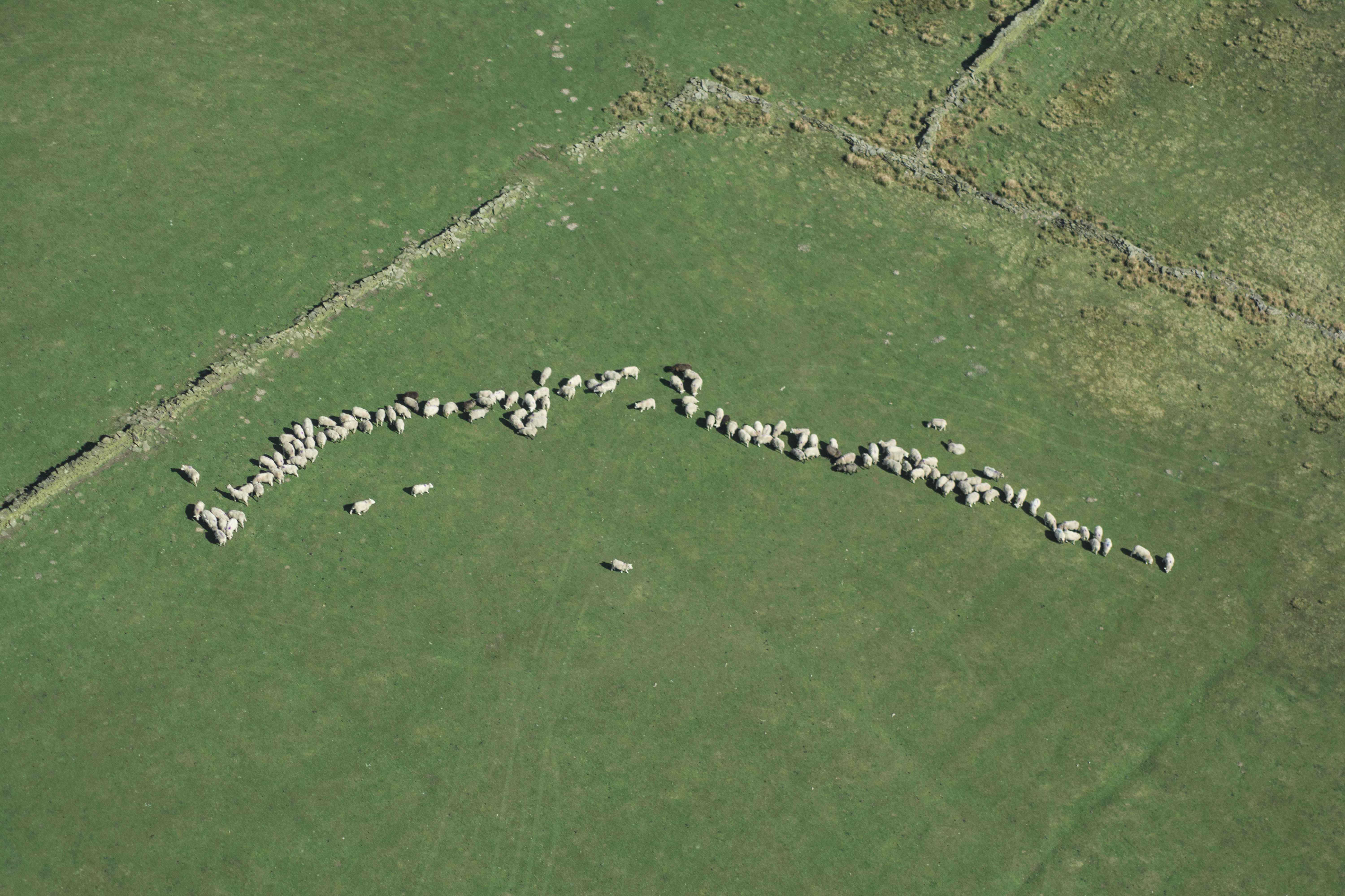 Flock of Sheep on Green Pasture