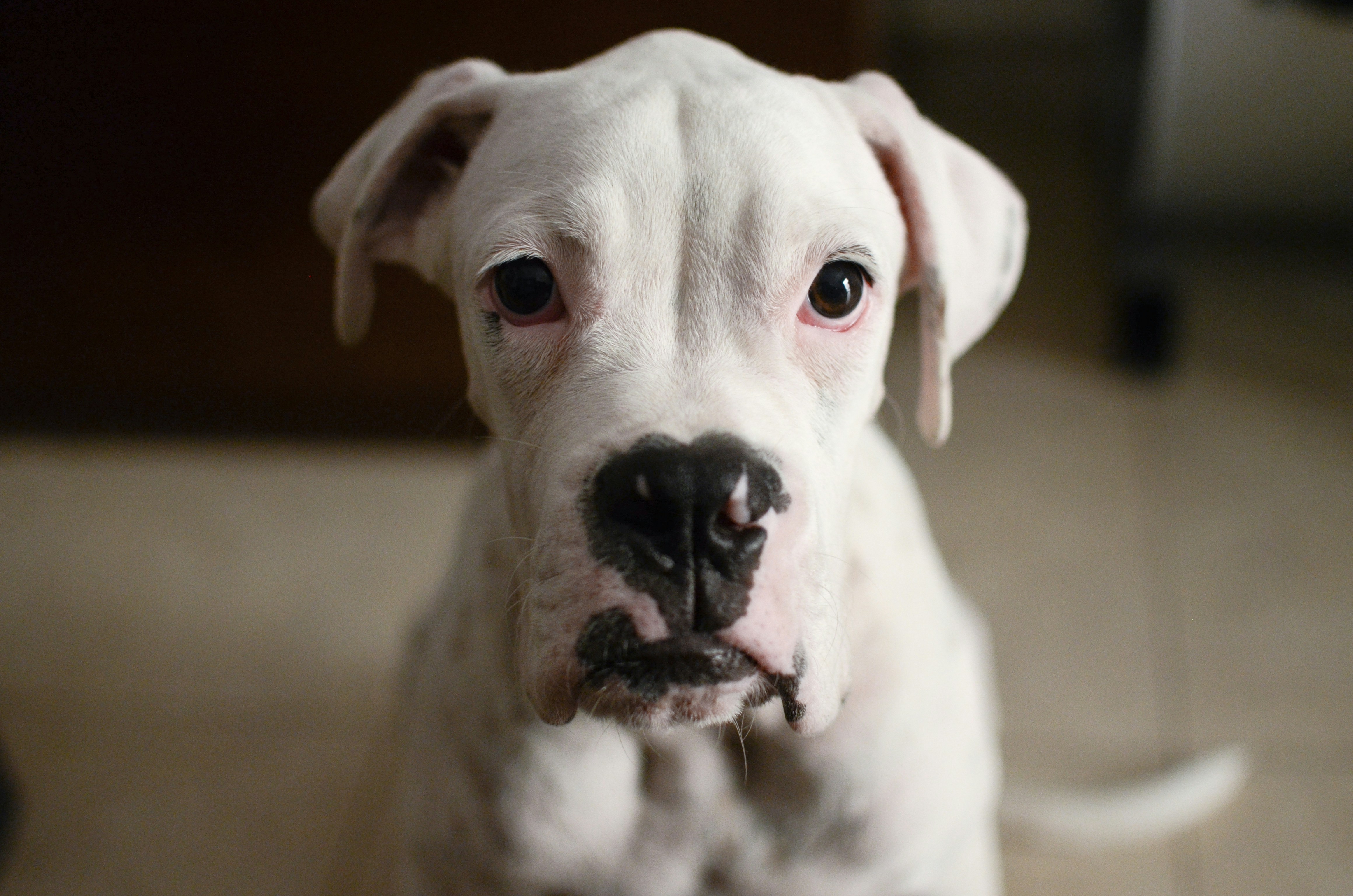 White Boxer Dog Staring at Camera