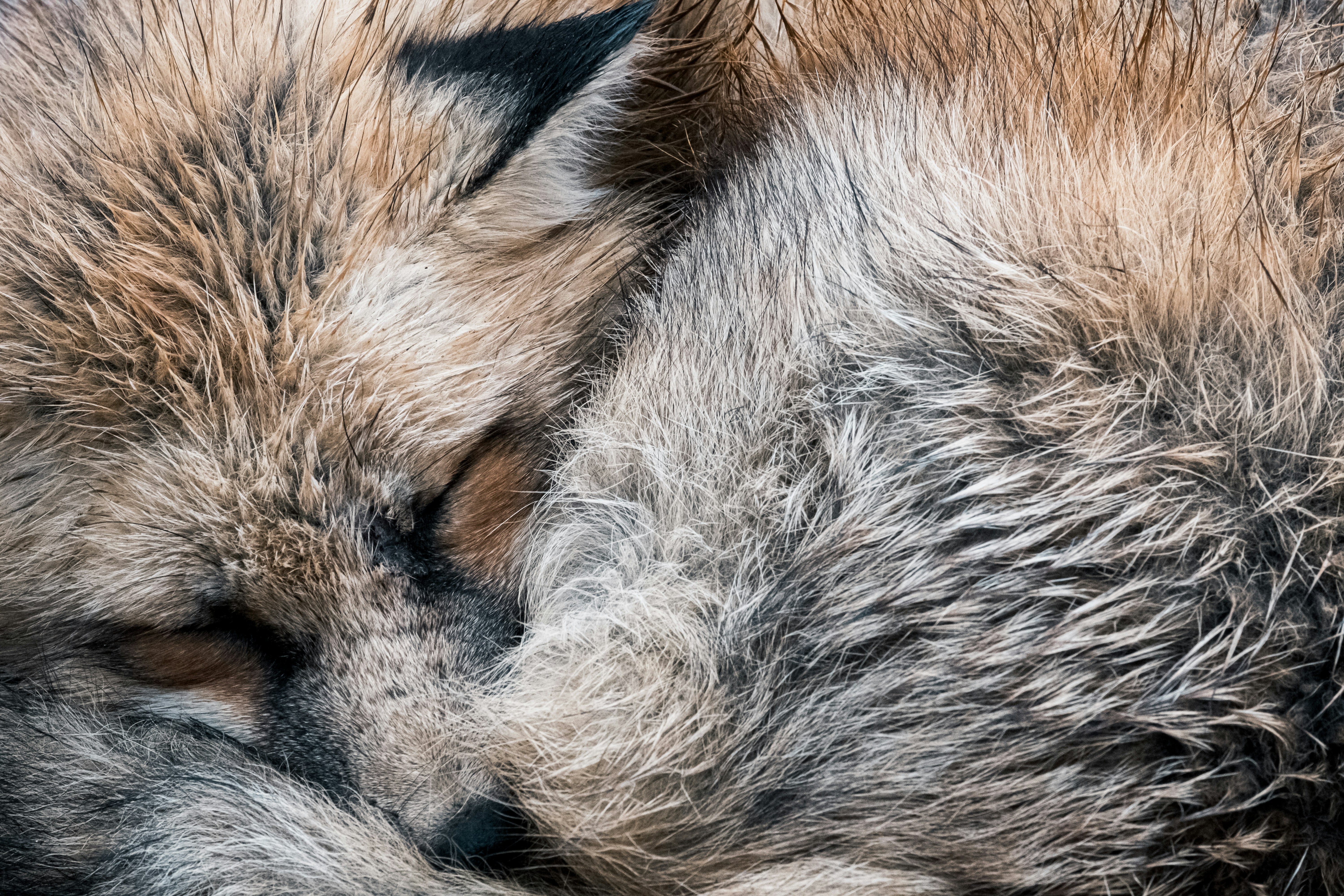 Two Sleeping Foxes Snuggling
