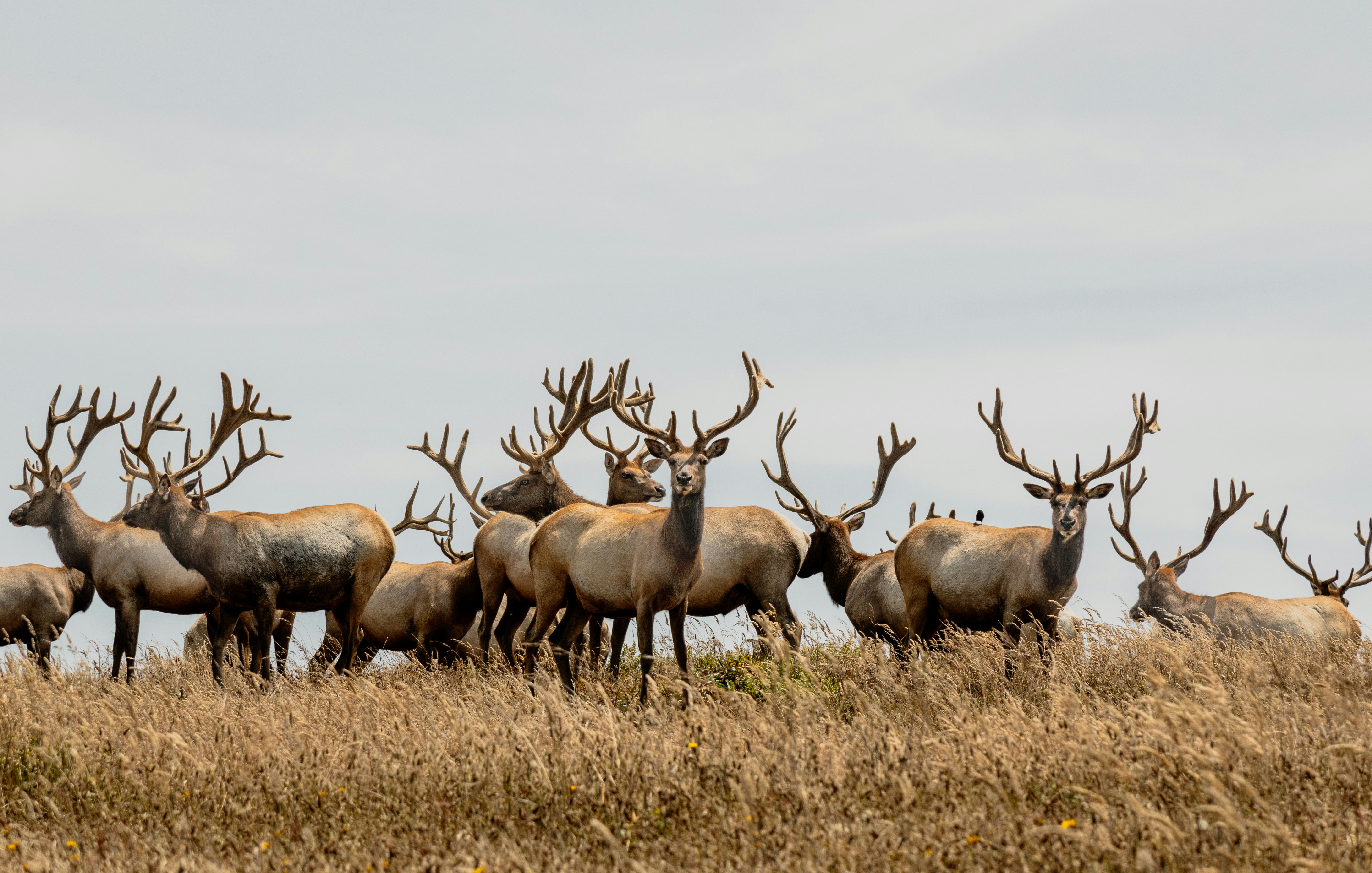 Herd of Bull Elk on Grassy Hilltop