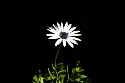 White Daisy Against Black Background
