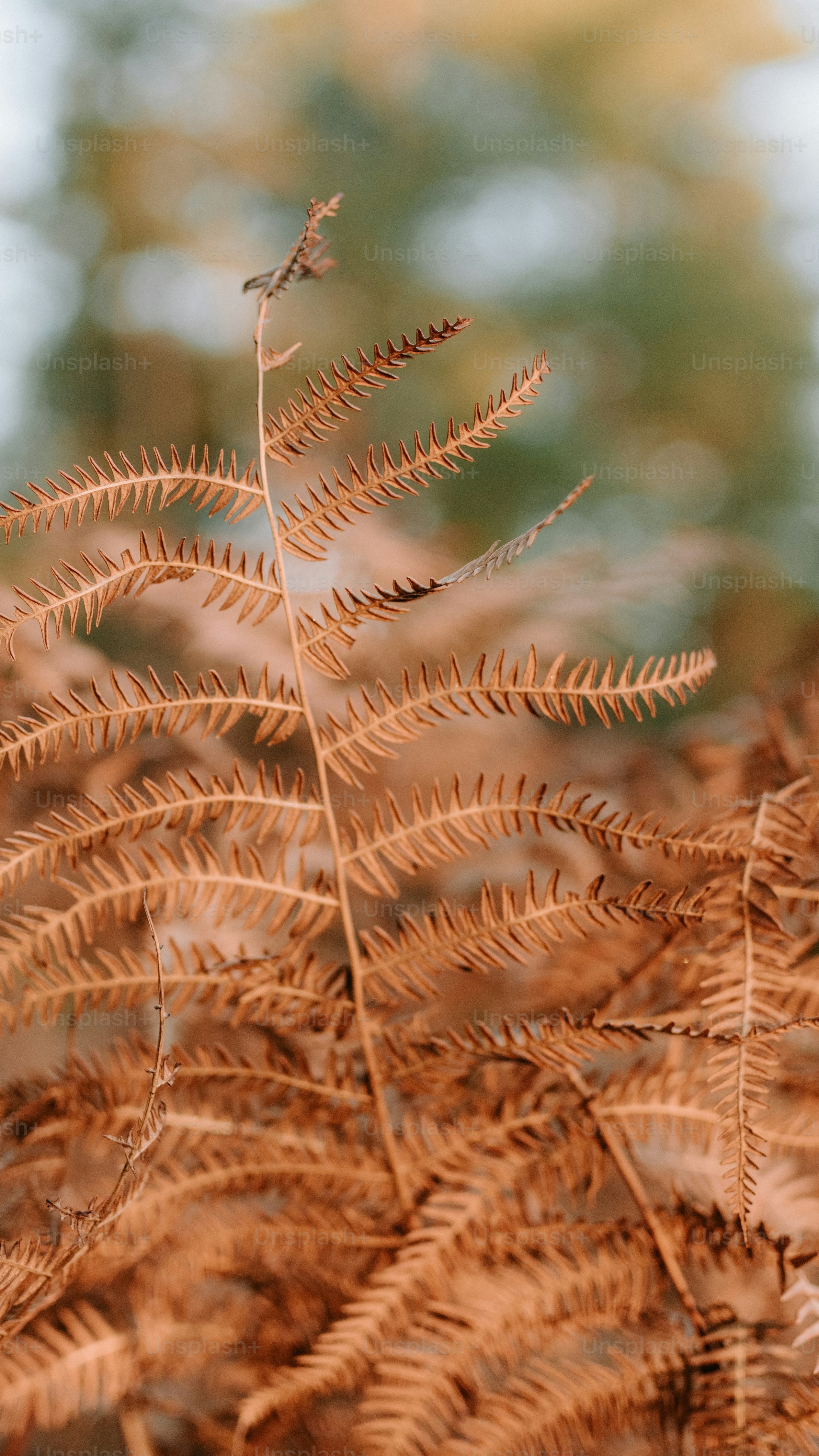 Dried Autumn Fern Frond