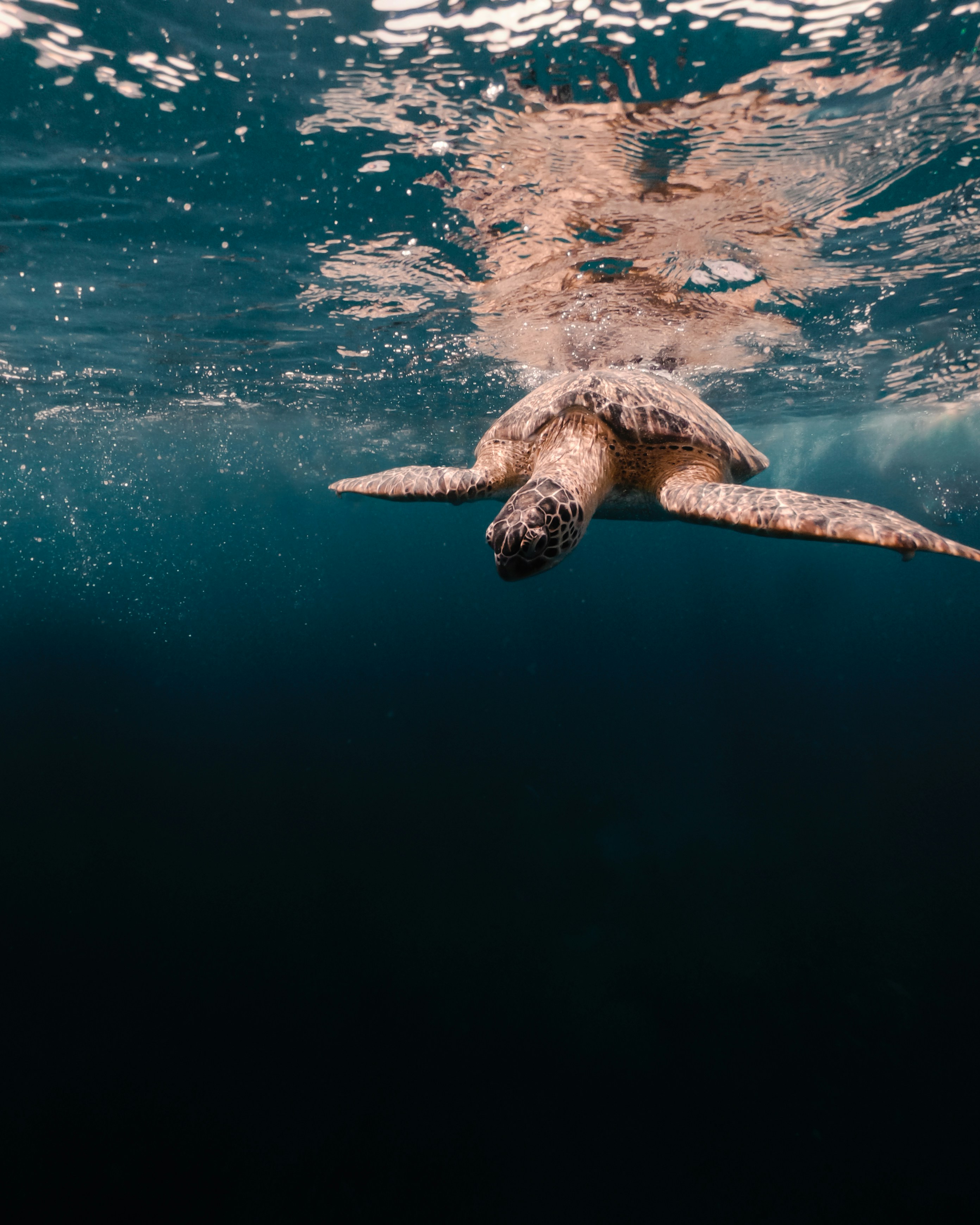 Sea Turtle Swimming Underwater
