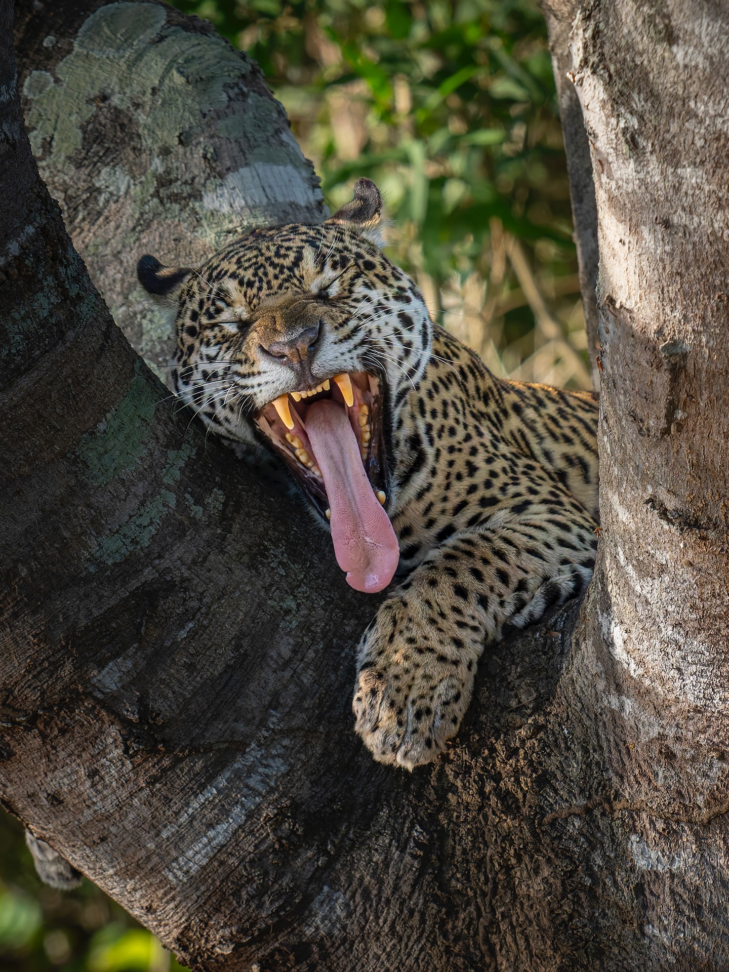 Jaguar Yawning in a Tree