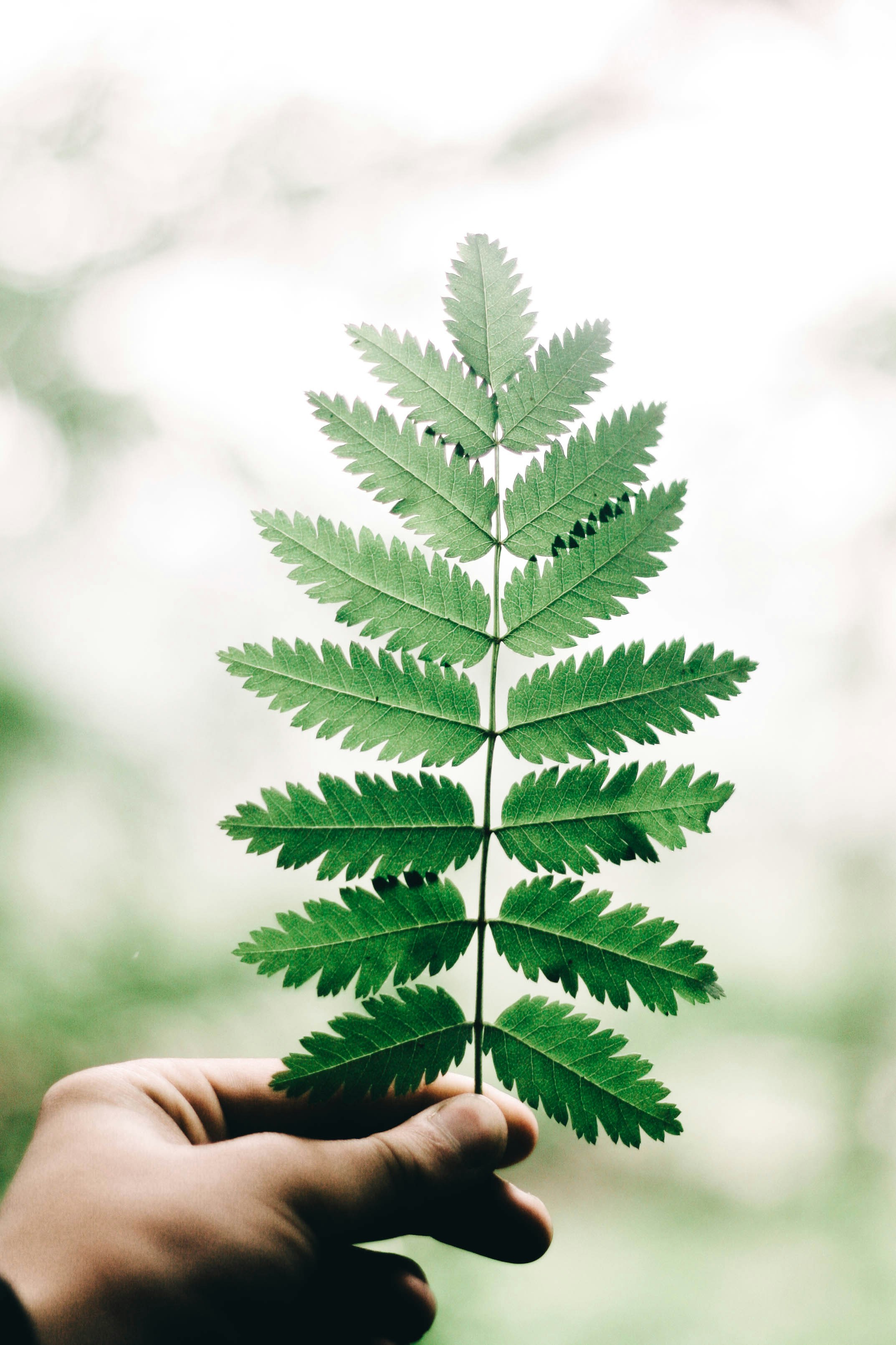 Hand Holding a Green Compound Leaf