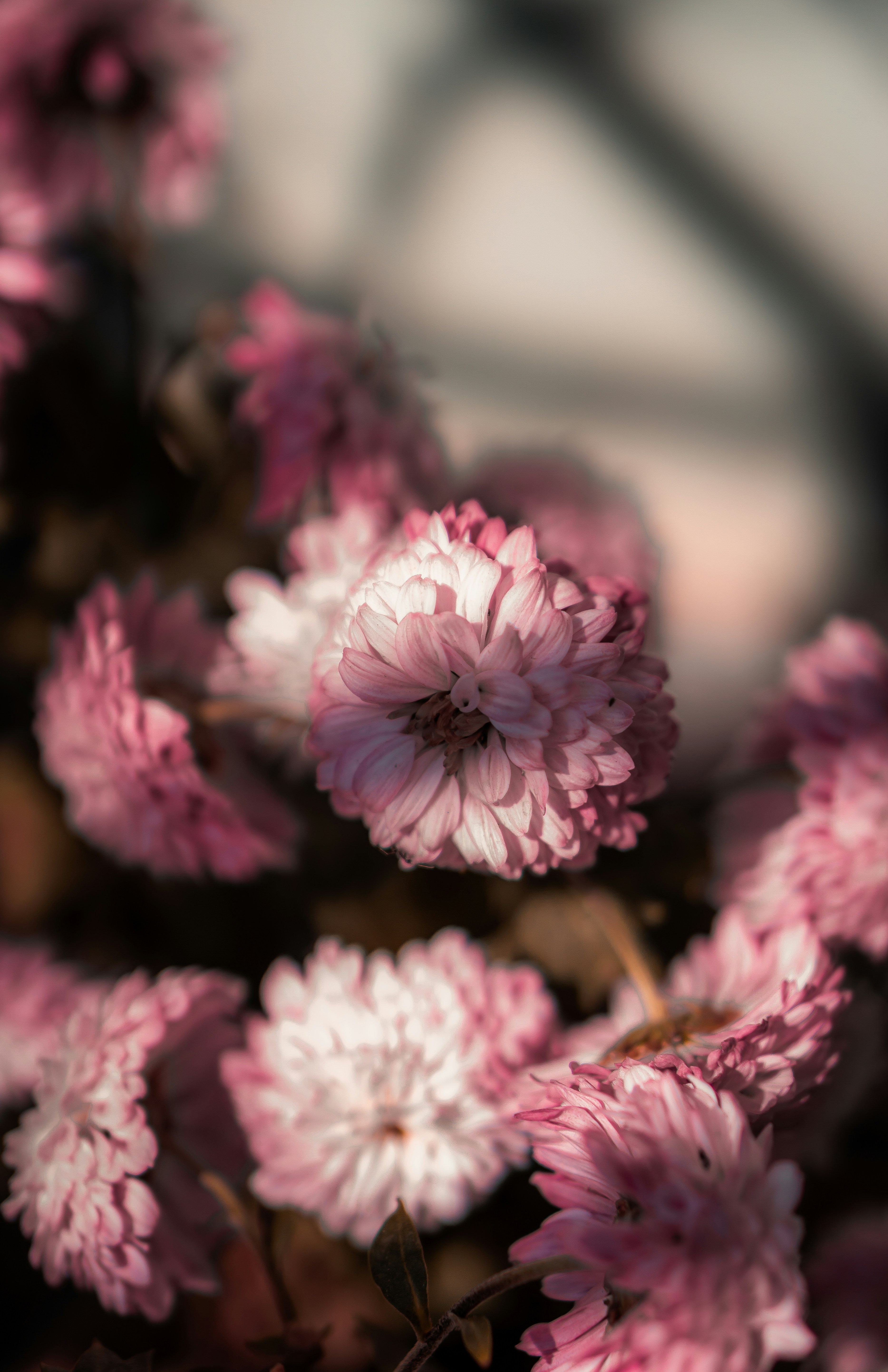 Close-up of Pink Chrysanthemums