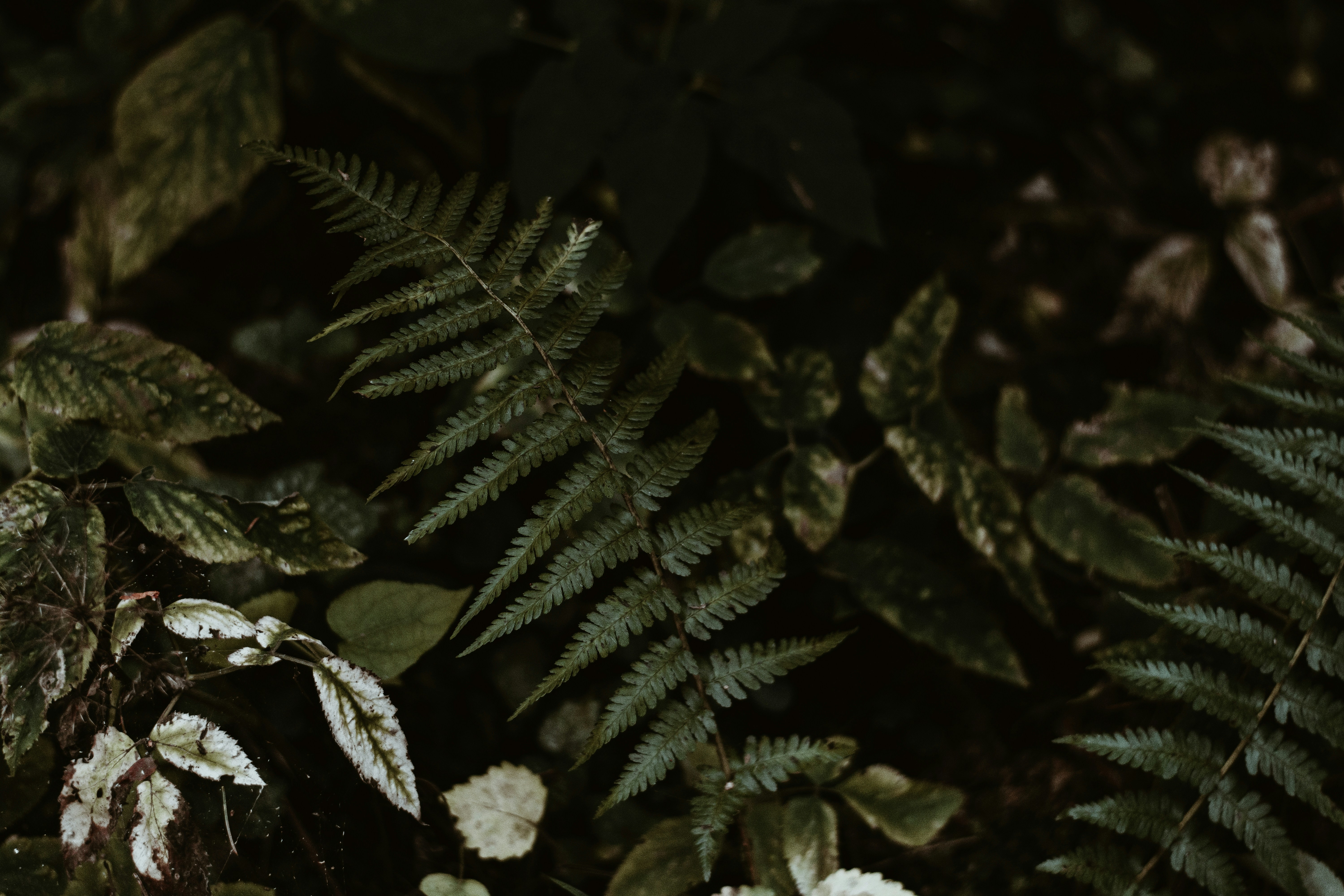 Forest Undergrowth Fern Leaves