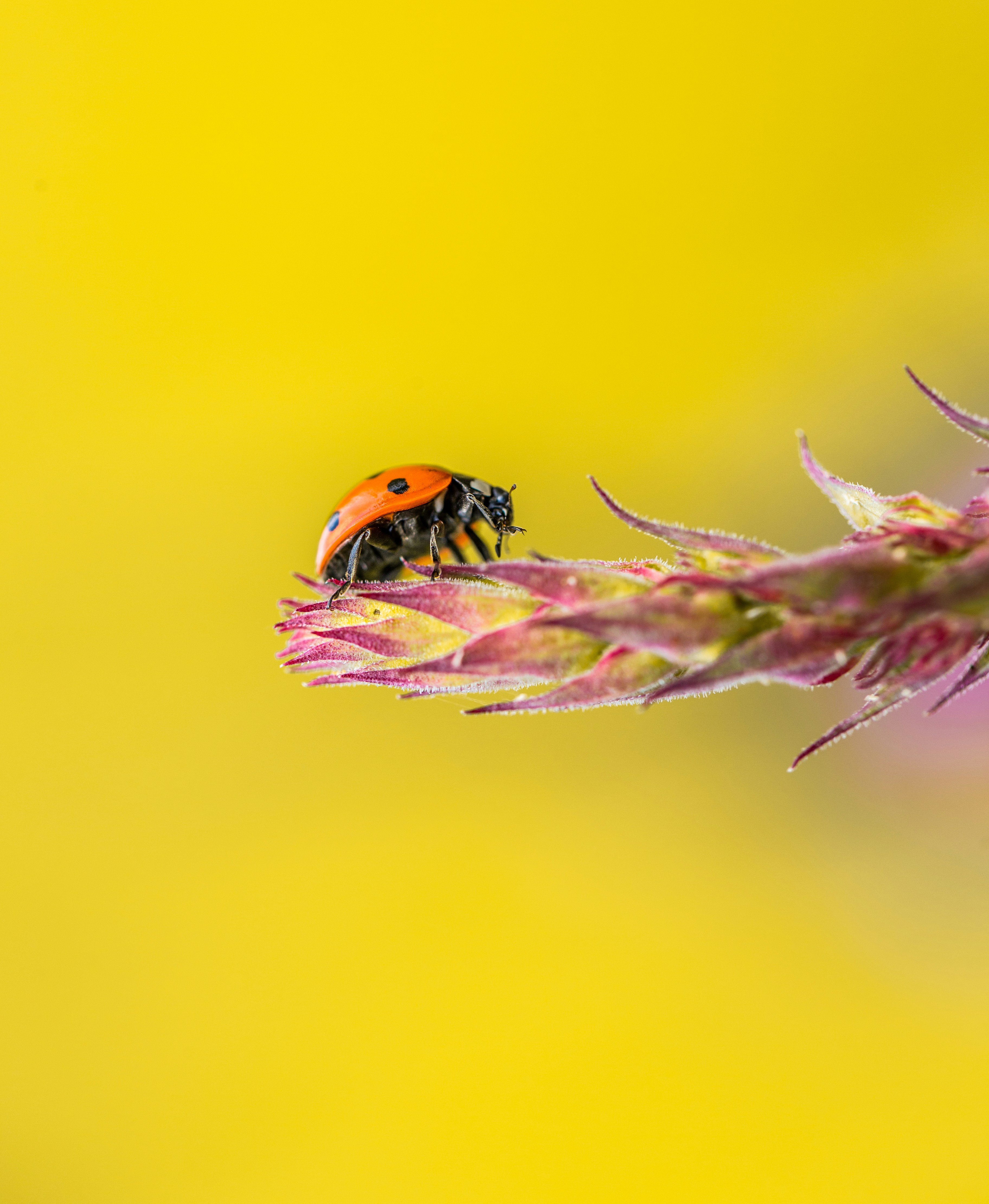 Ladybug on Pink Flower Stem